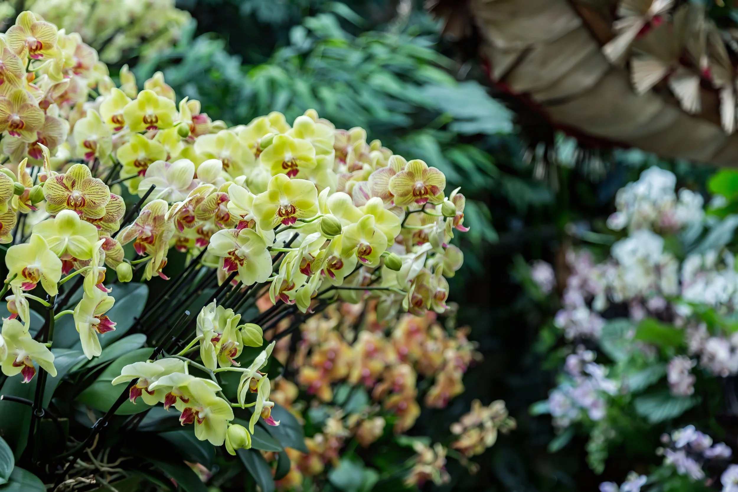 Orchids_12-top.jpg