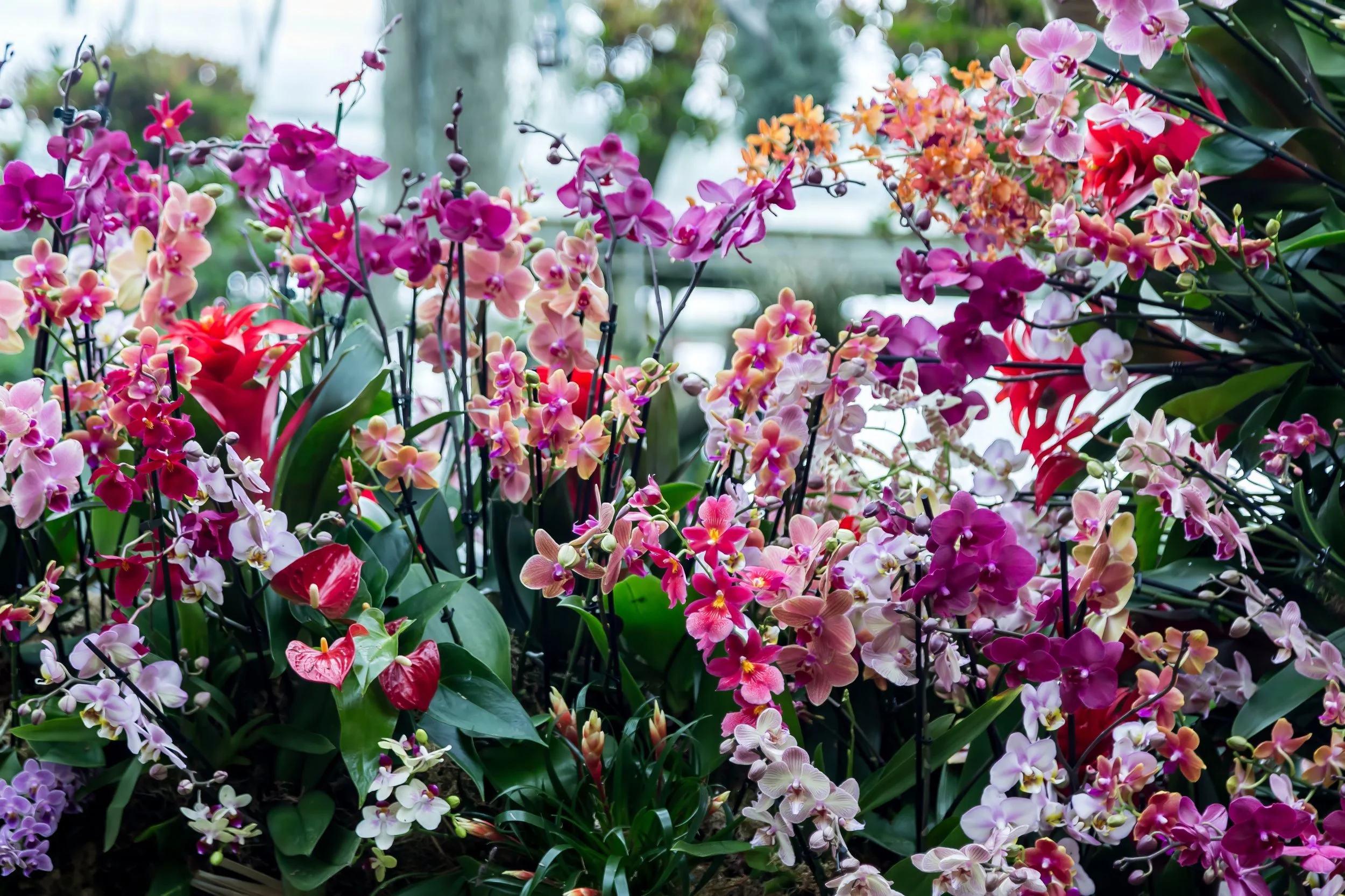 Orchids_14-top.jpg