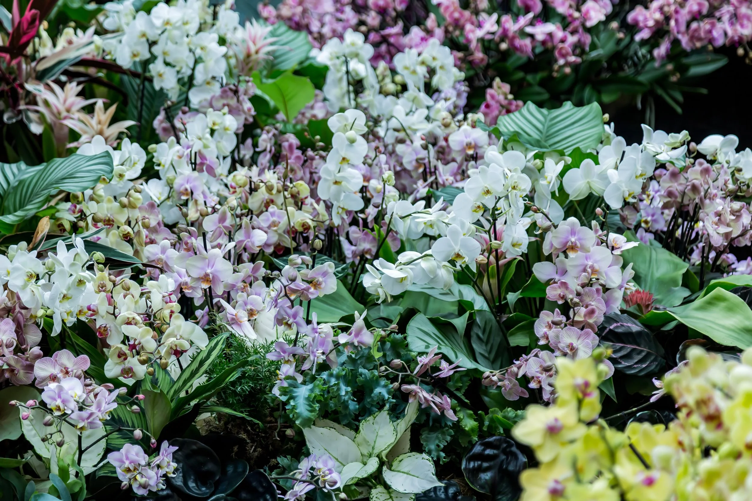 Orchids_15-top.jpg