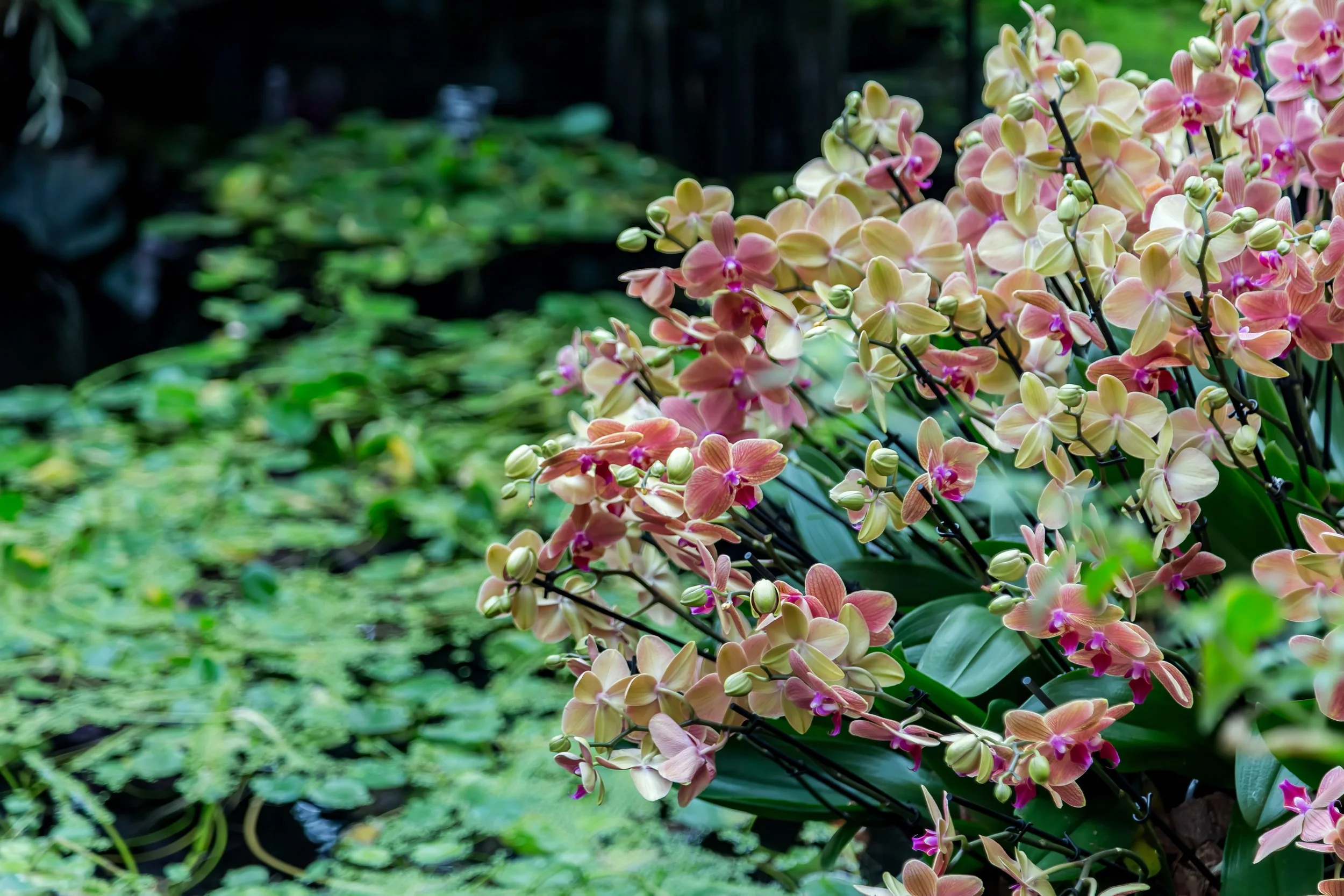 Orchids_17-top.jpg