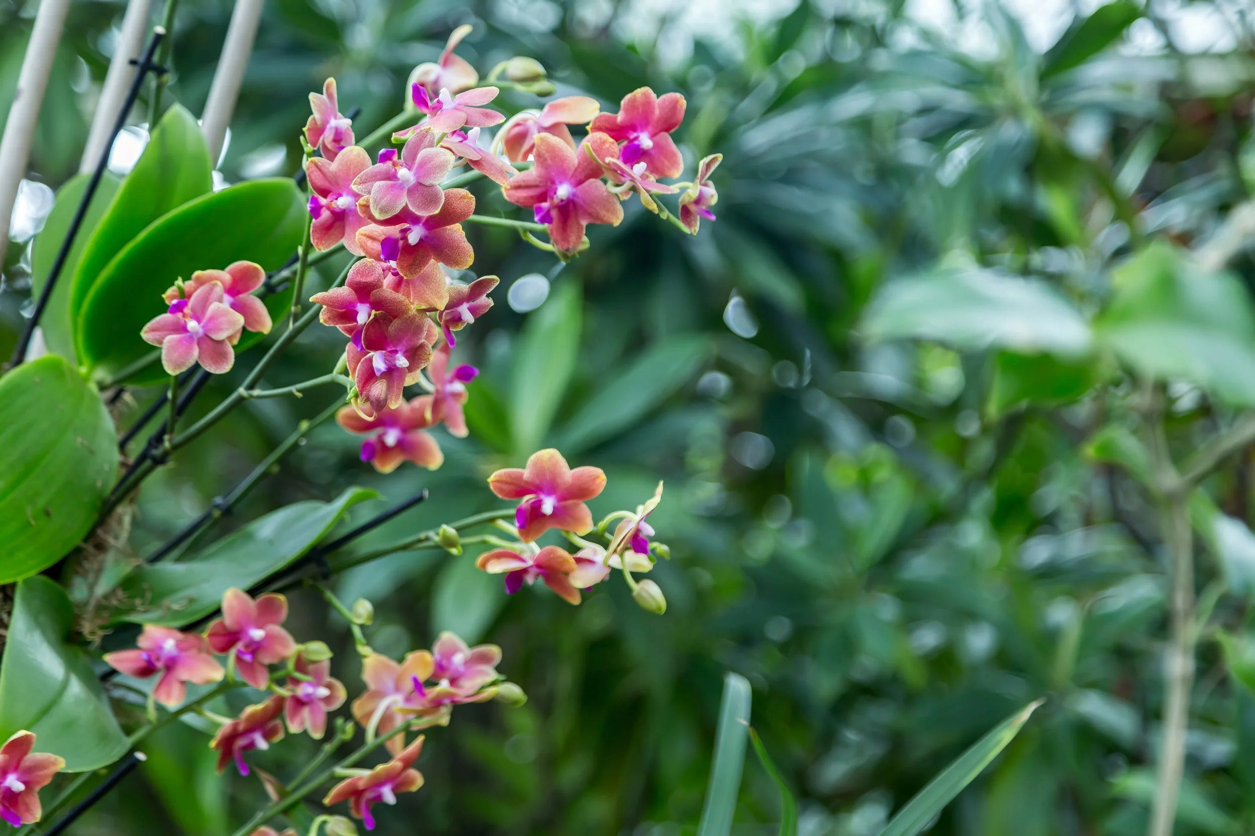 Orchids_19-top.jpg
