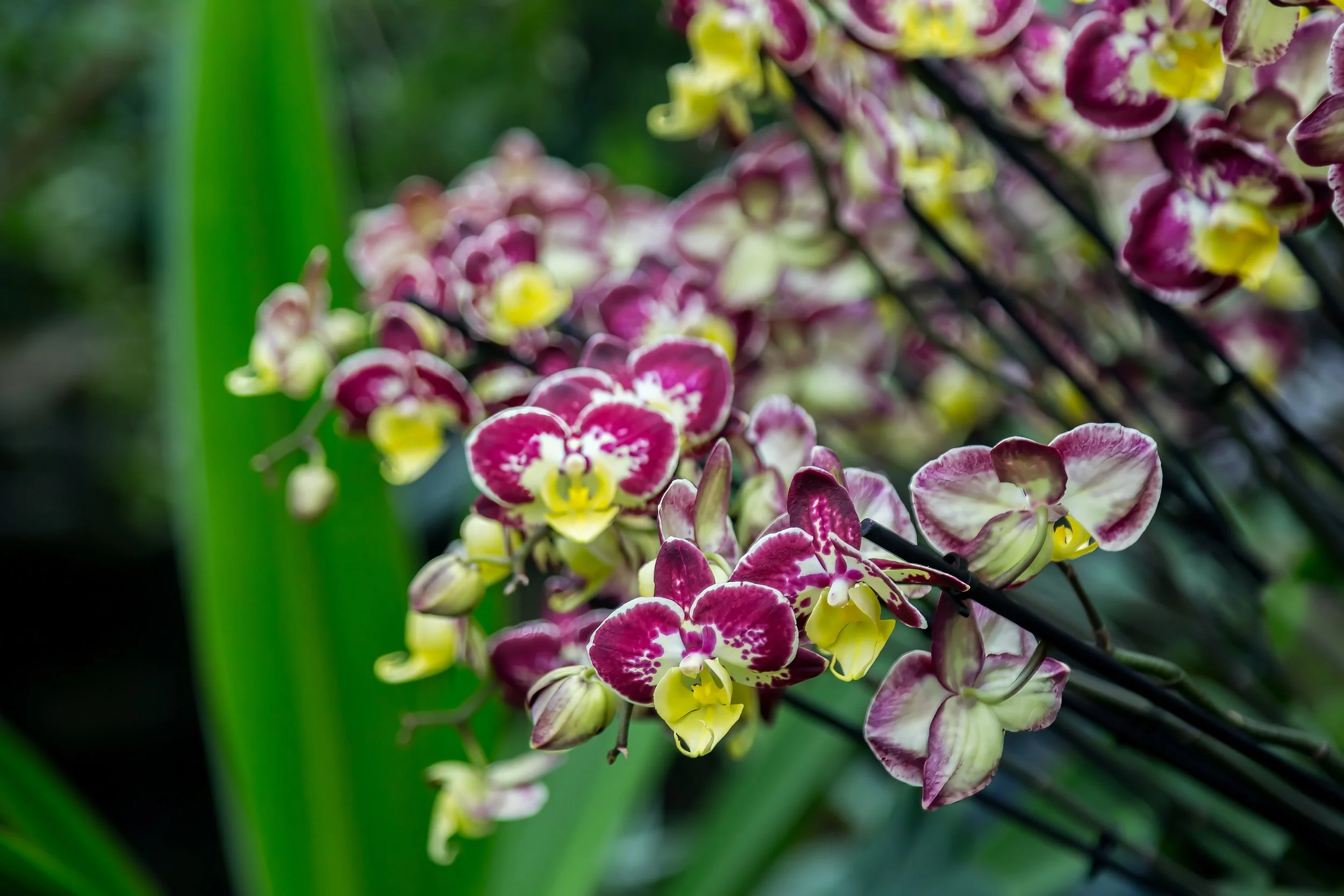Orchids_21-top.jpg