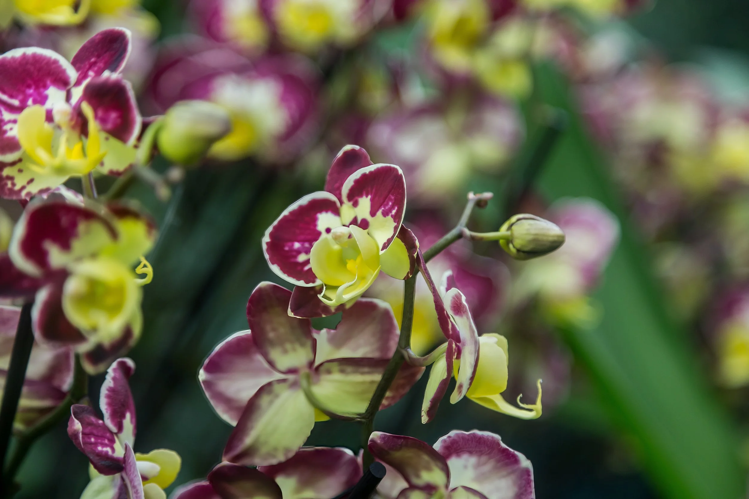 Orchids_23-top.jpg