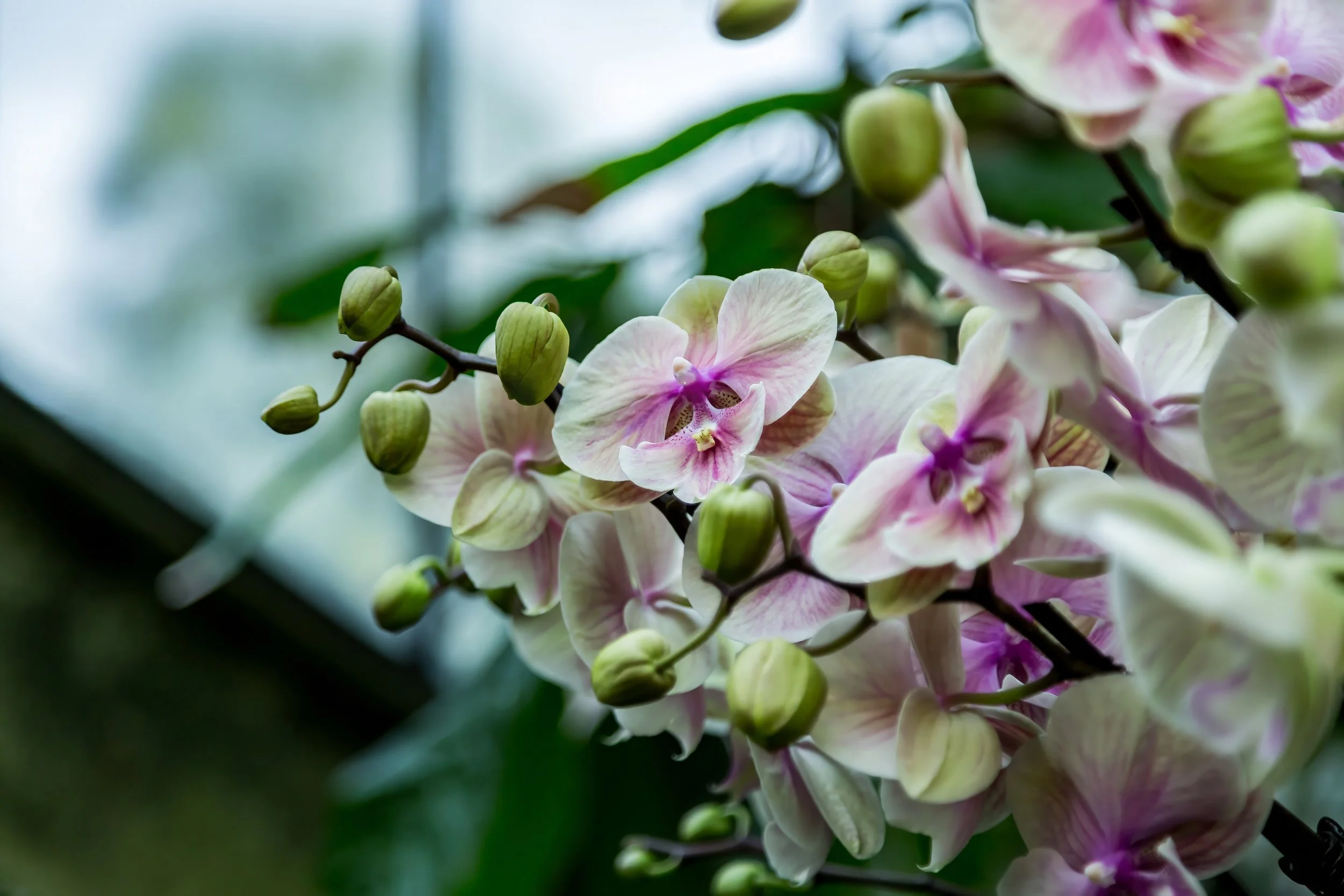 Orchids_26-top.jpg