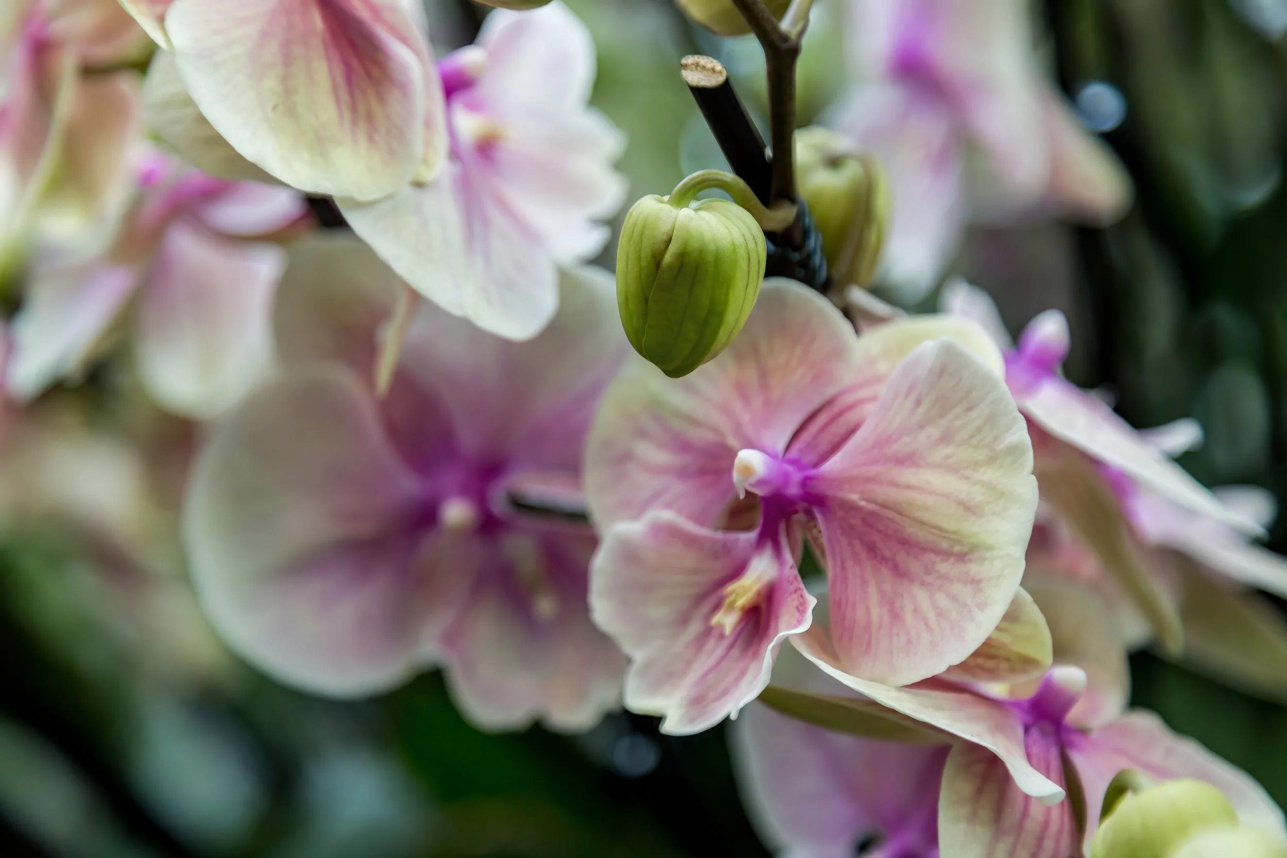 Orchids_27-top.jpg
