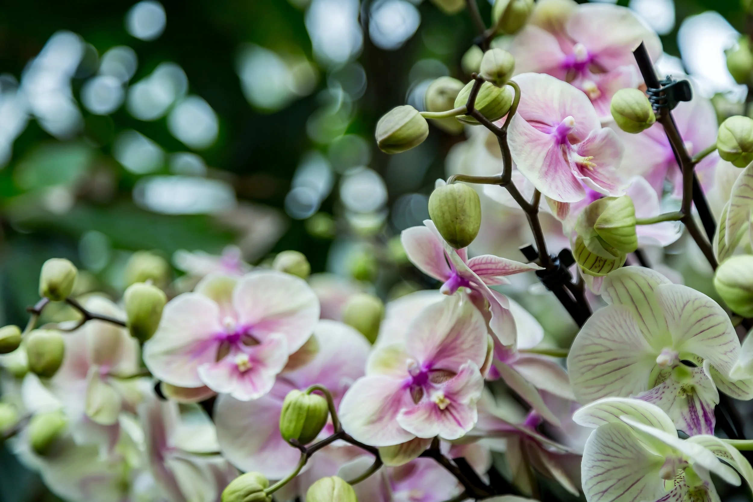 Orchids_28-top.jpg
