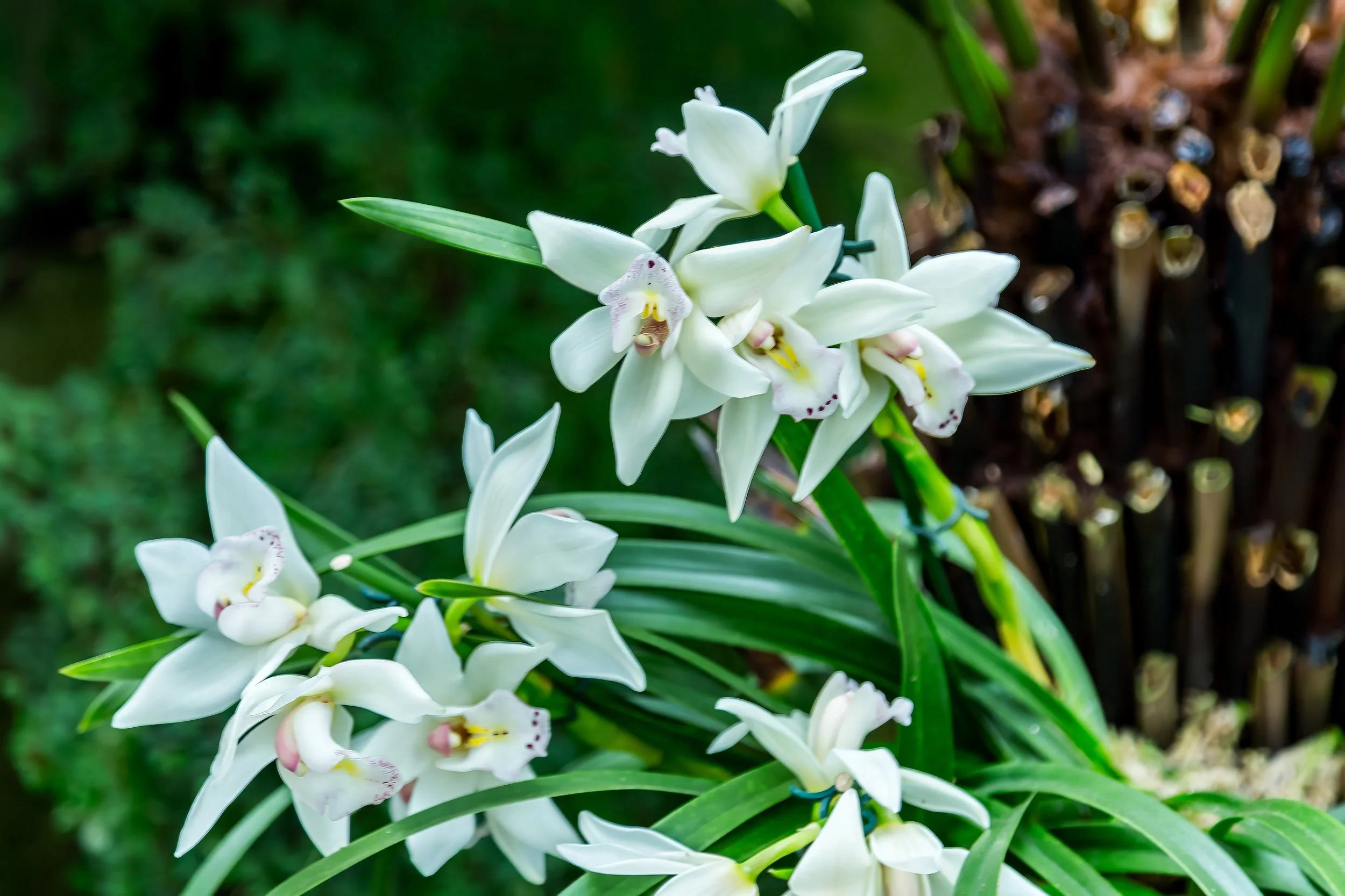 Orchids_29-top.jpg