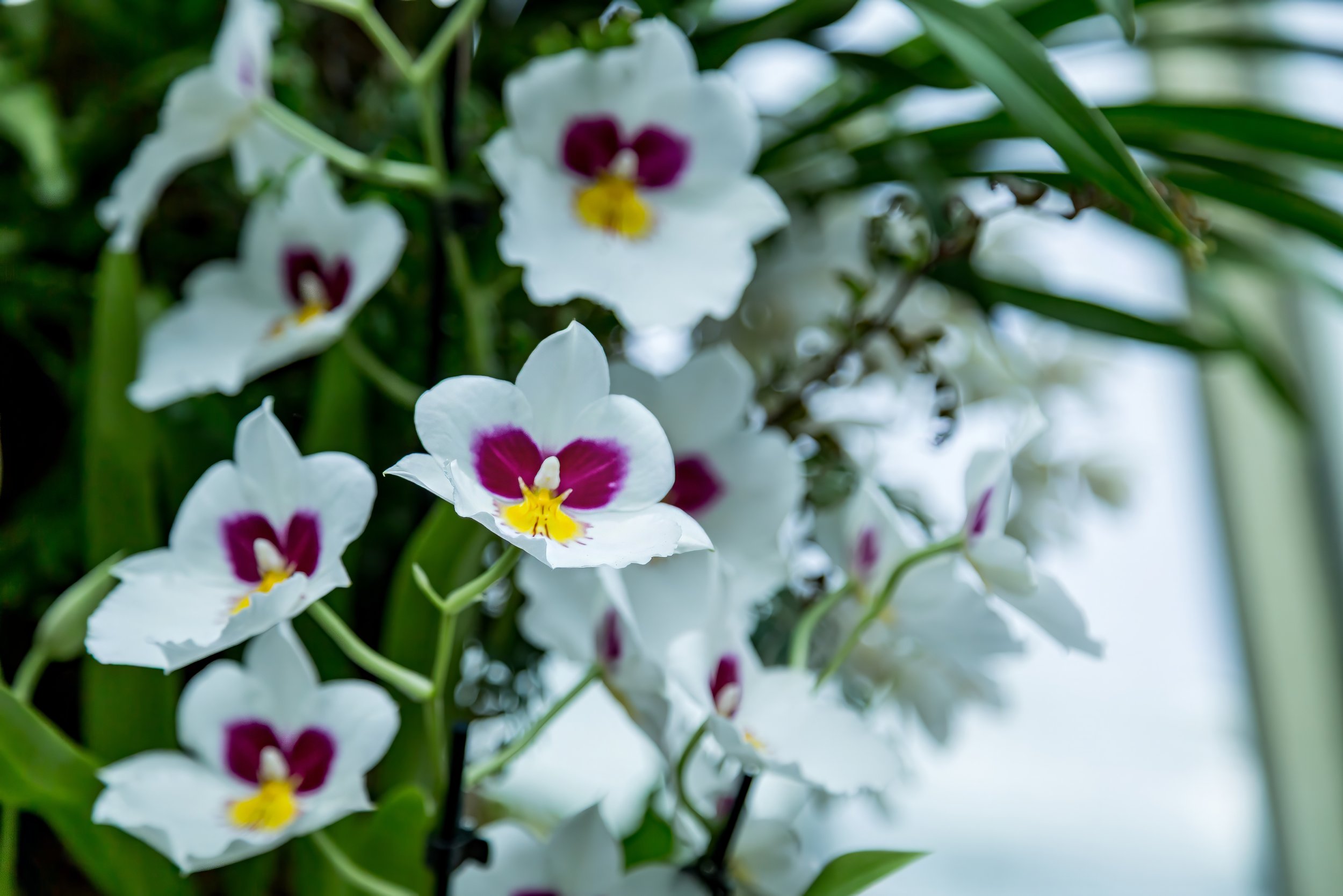 Orchids_30-top.jpg