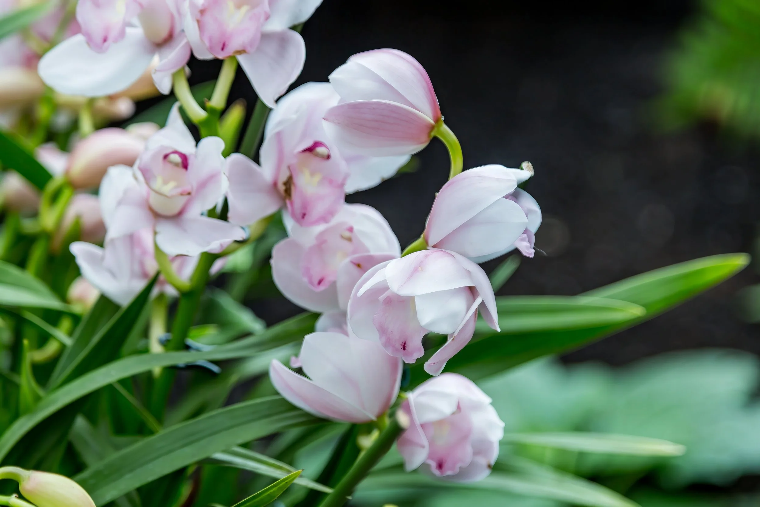 Orchids_31-top.jpg