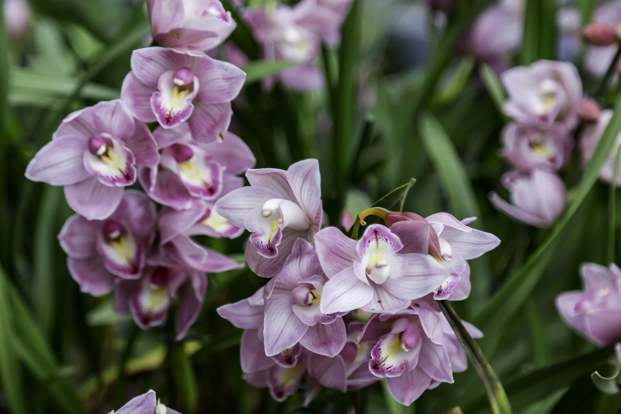 Orchids_32-Edit-top.jpg