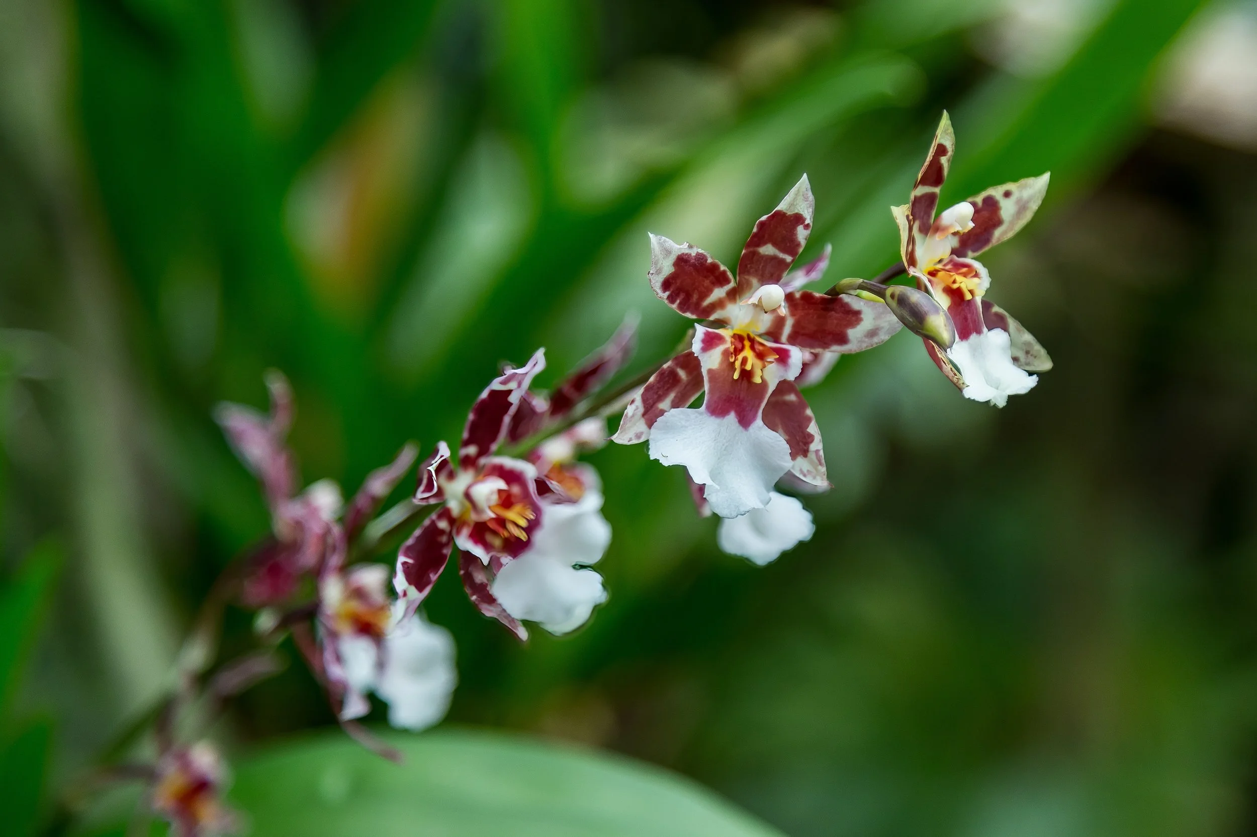 Orchids_35-2-top.jpg