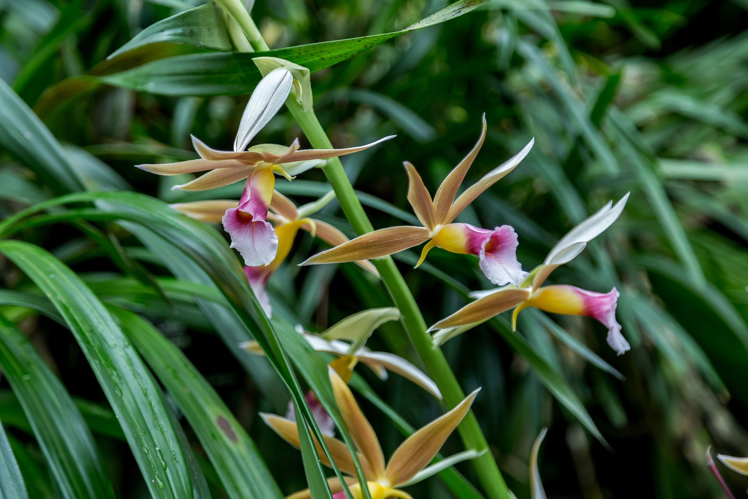 Orchids_36-top.jpg