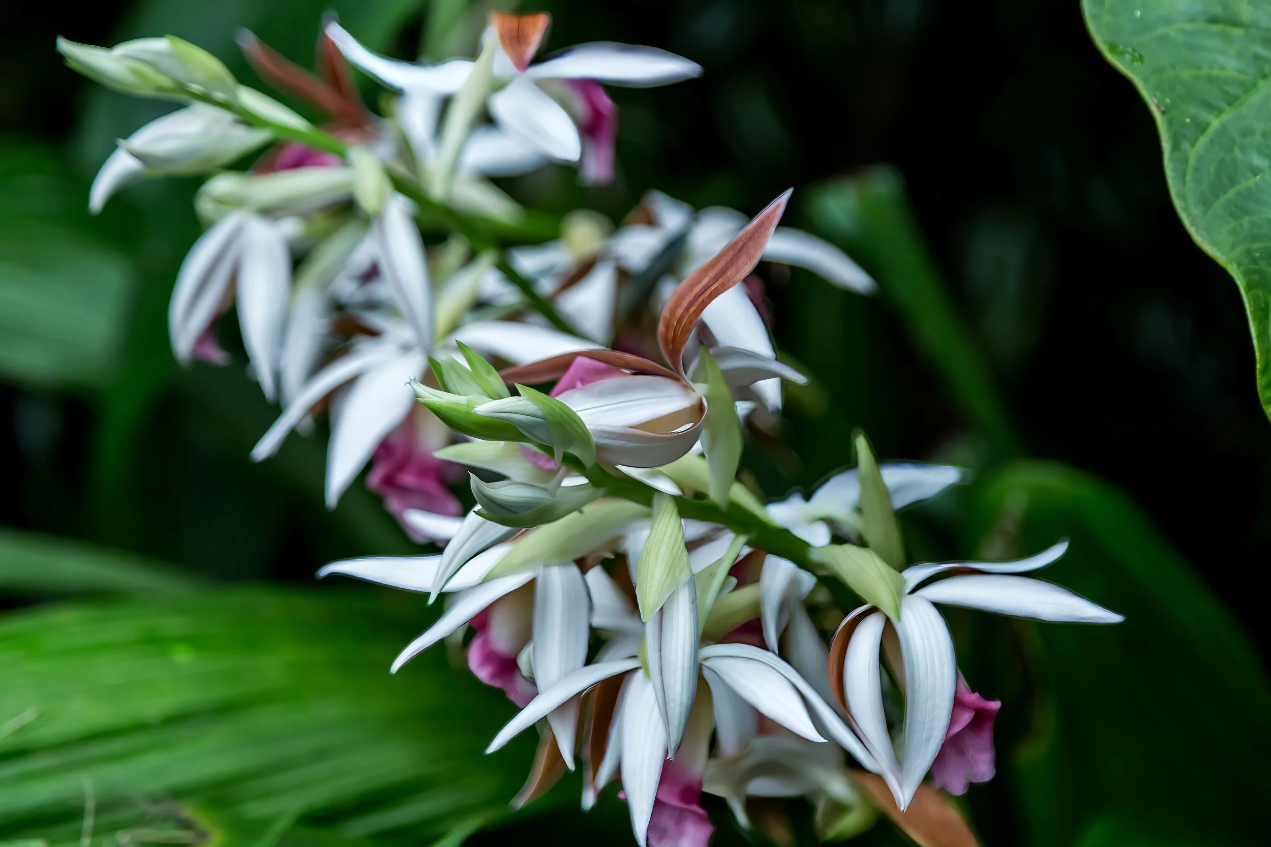 Orchids_37-top.jpg