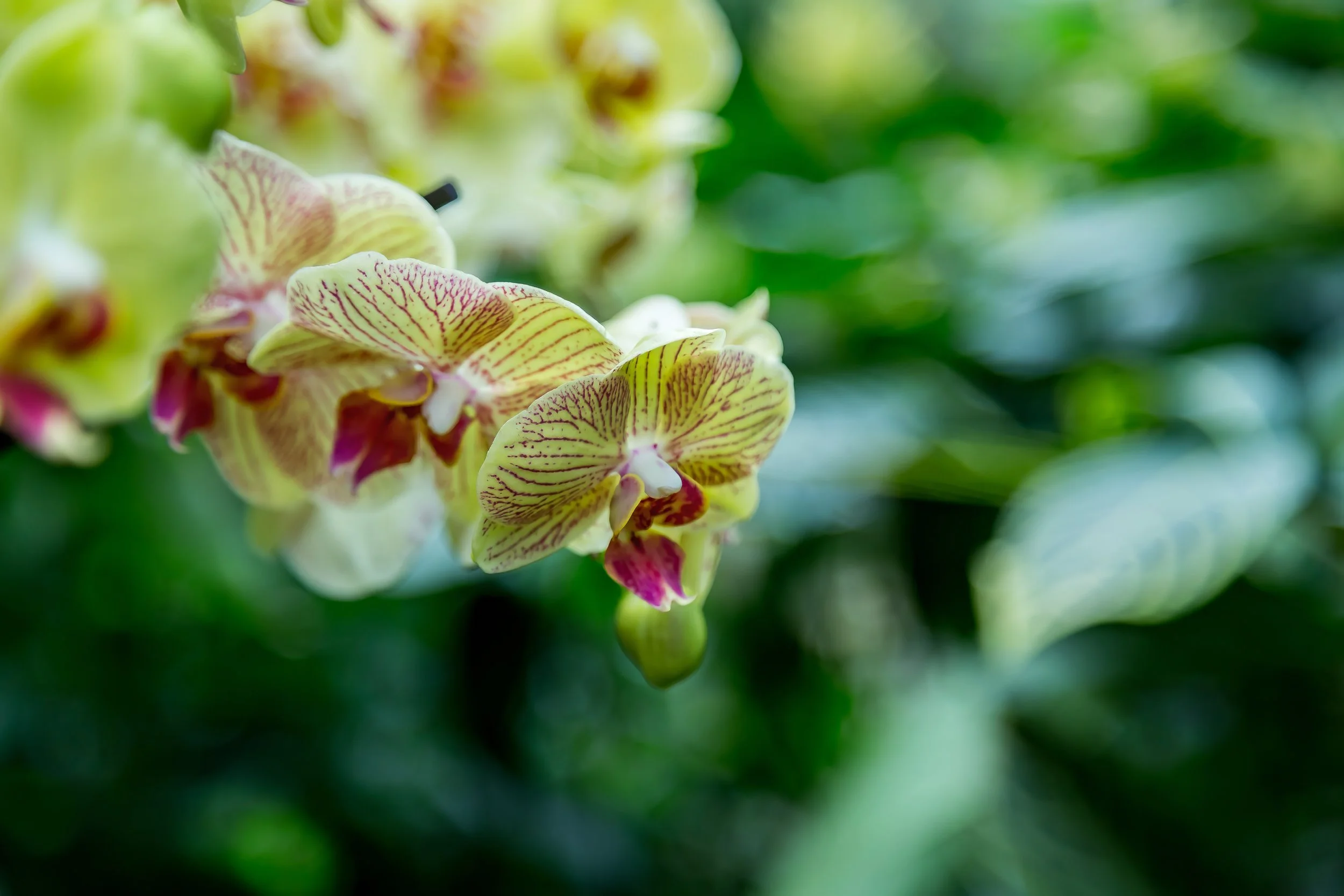 Orchids_39-top.jpg