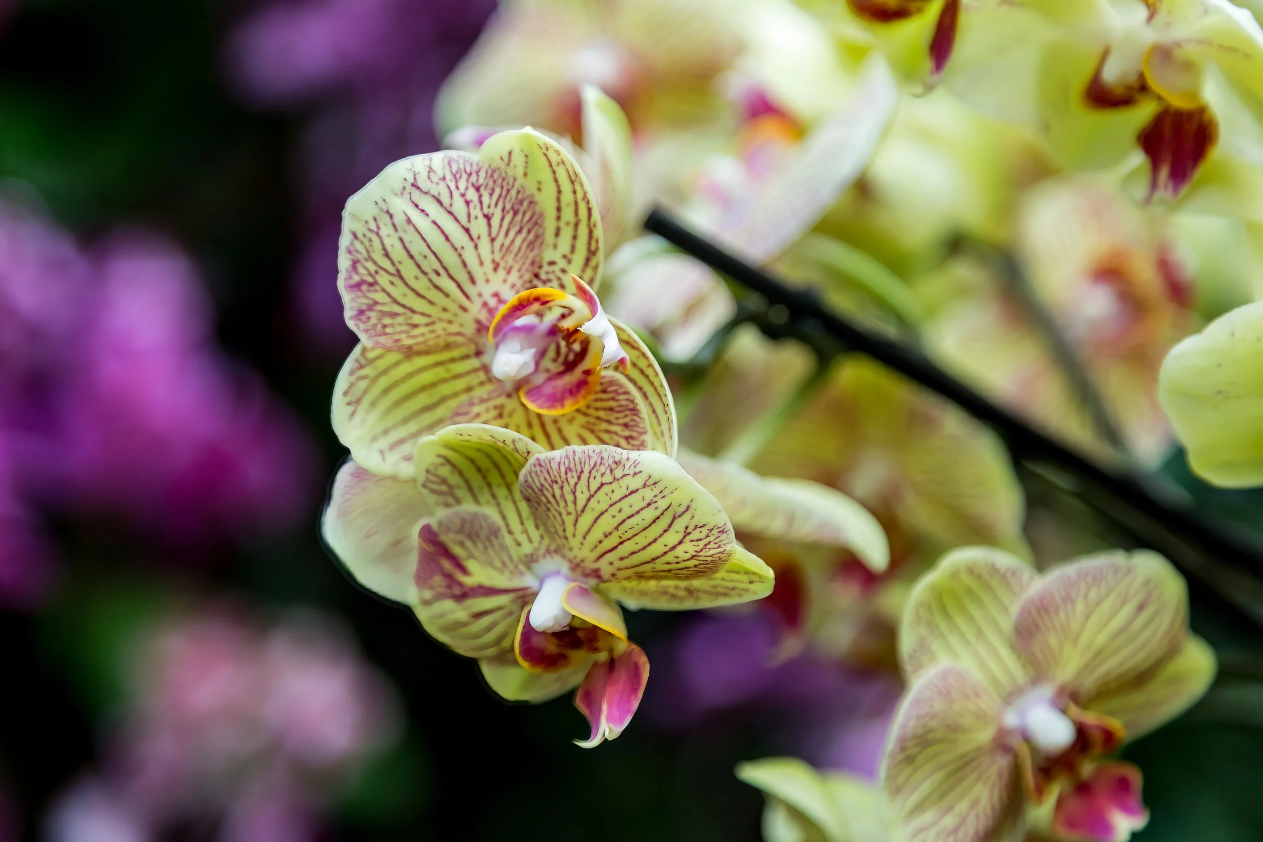 Orchids_40-top.jpg