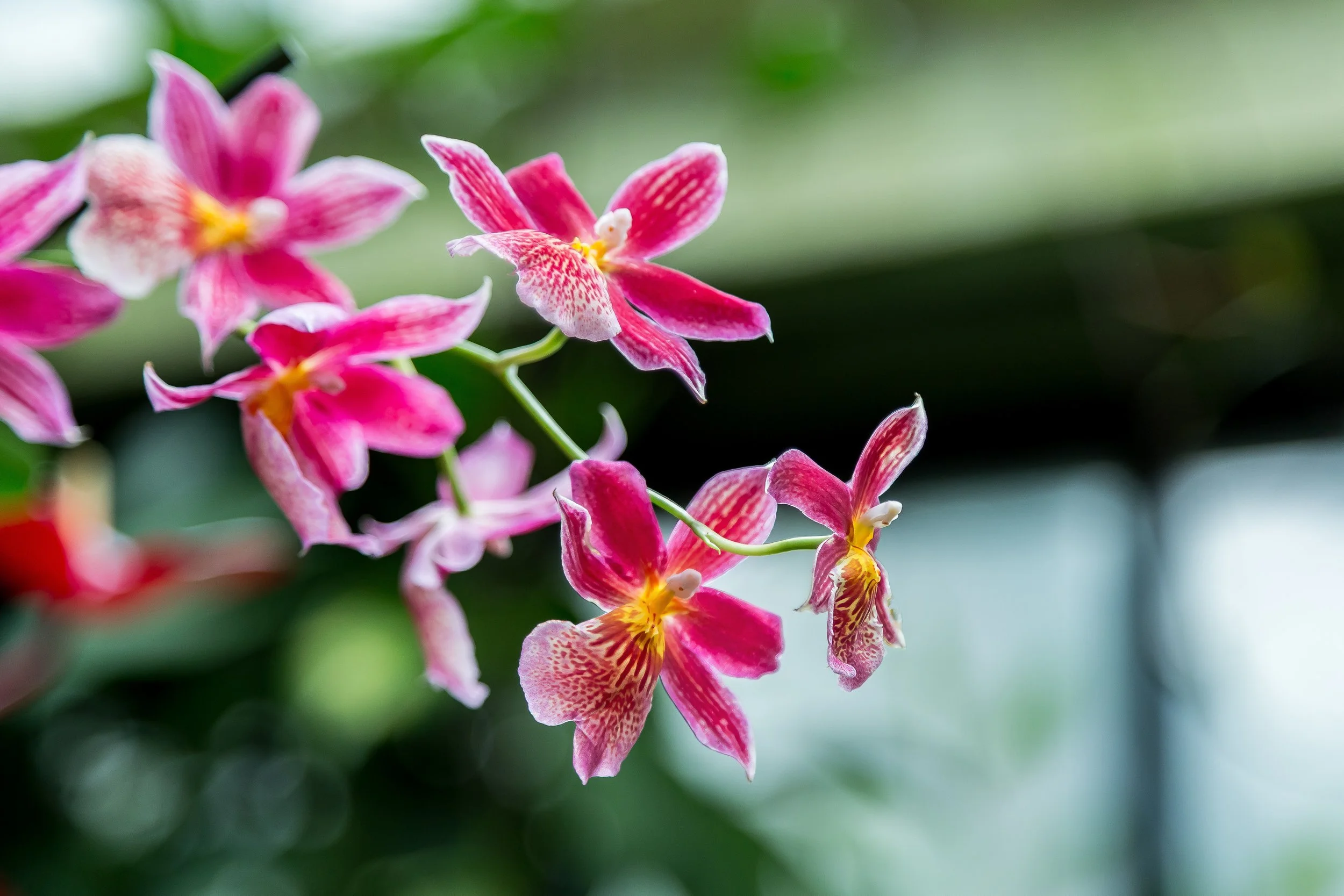 Orchids_41-top.jpg
