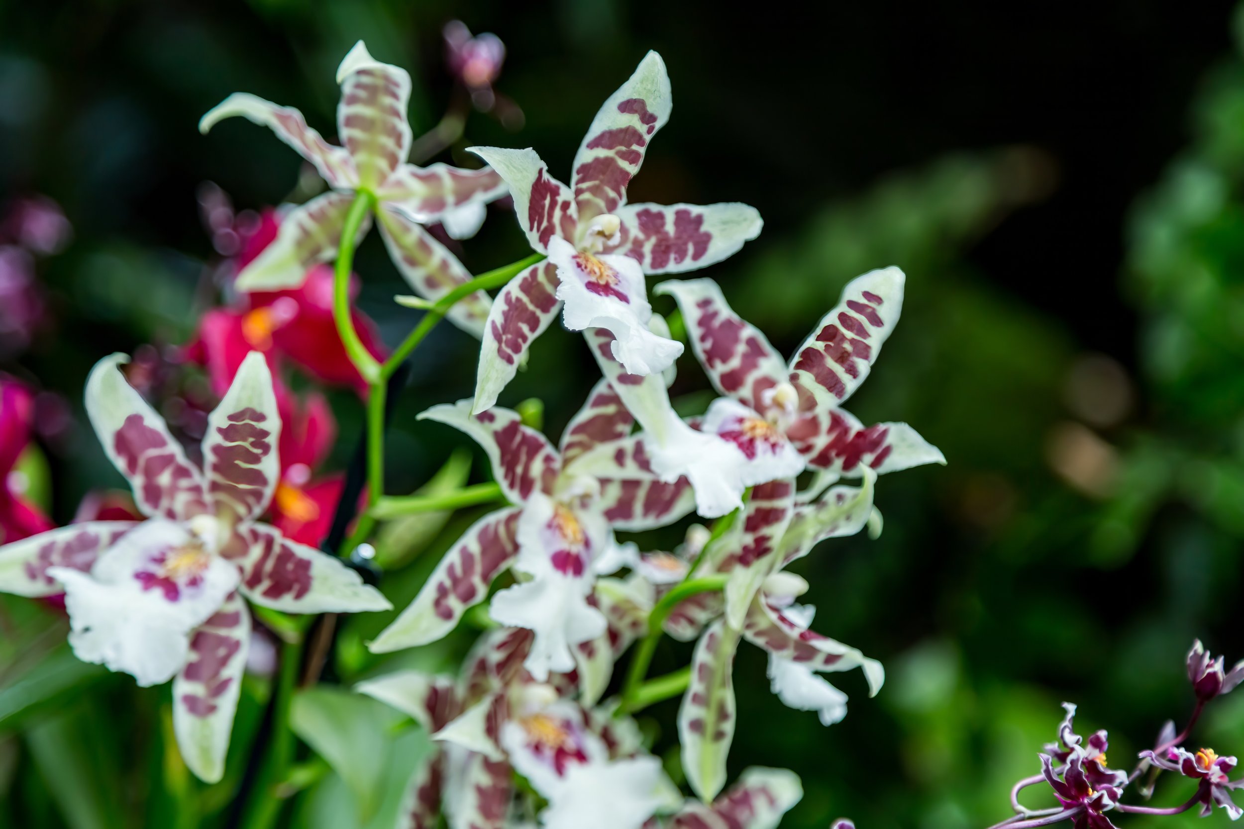 Orchidacous