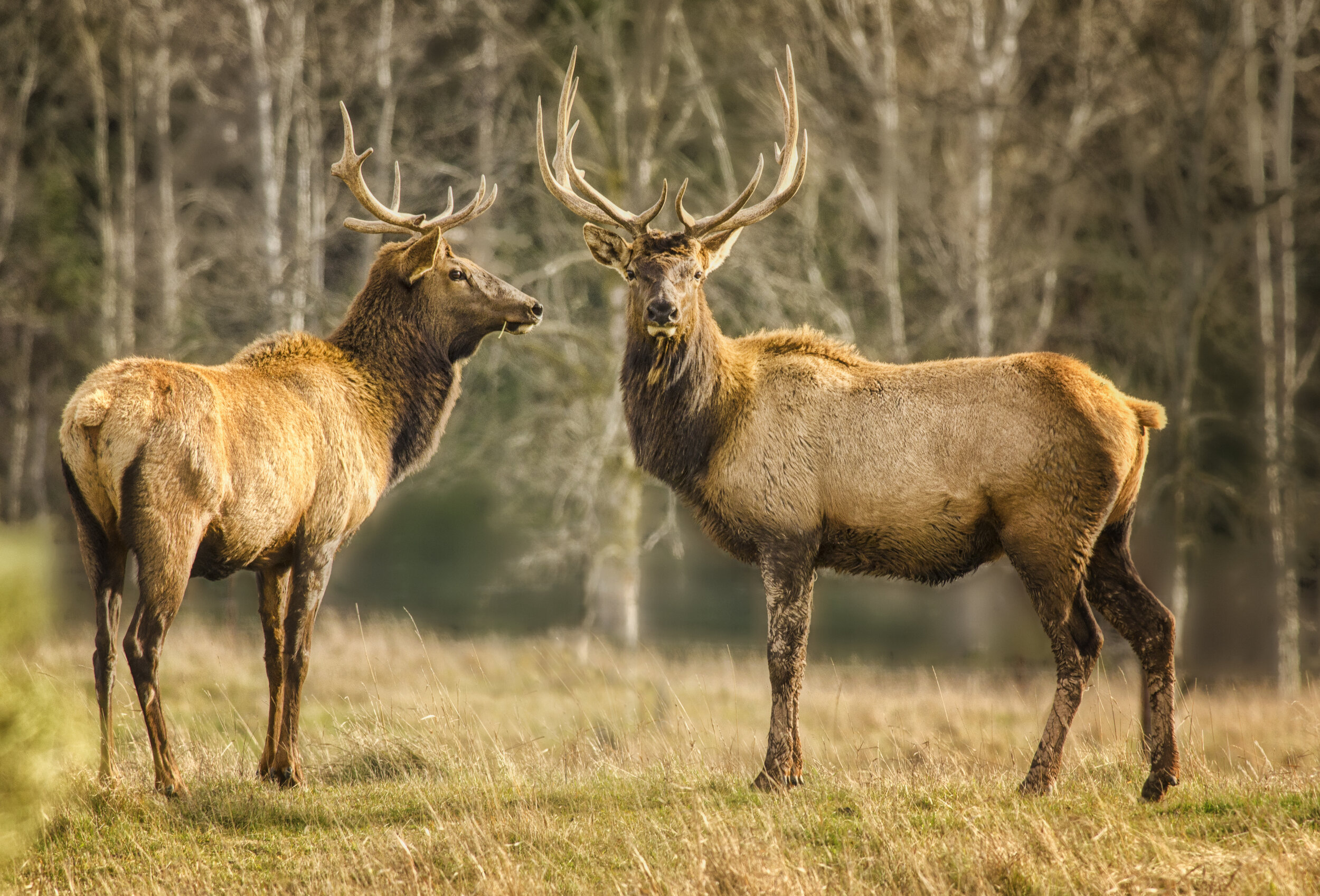 Thunder Bay Bookend Elk 2.jpg
