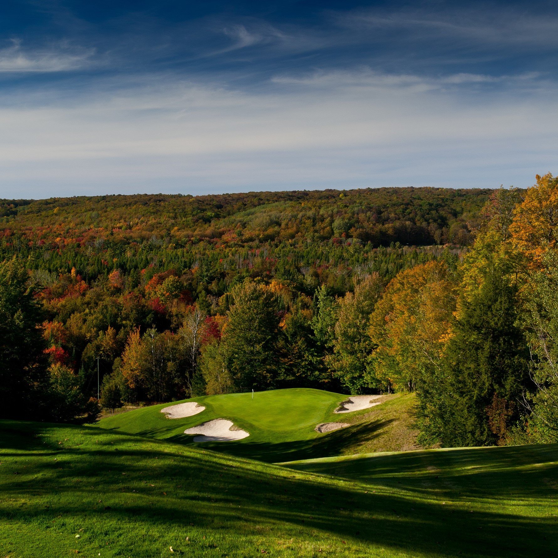 Treetops2010Sept.square.jpg