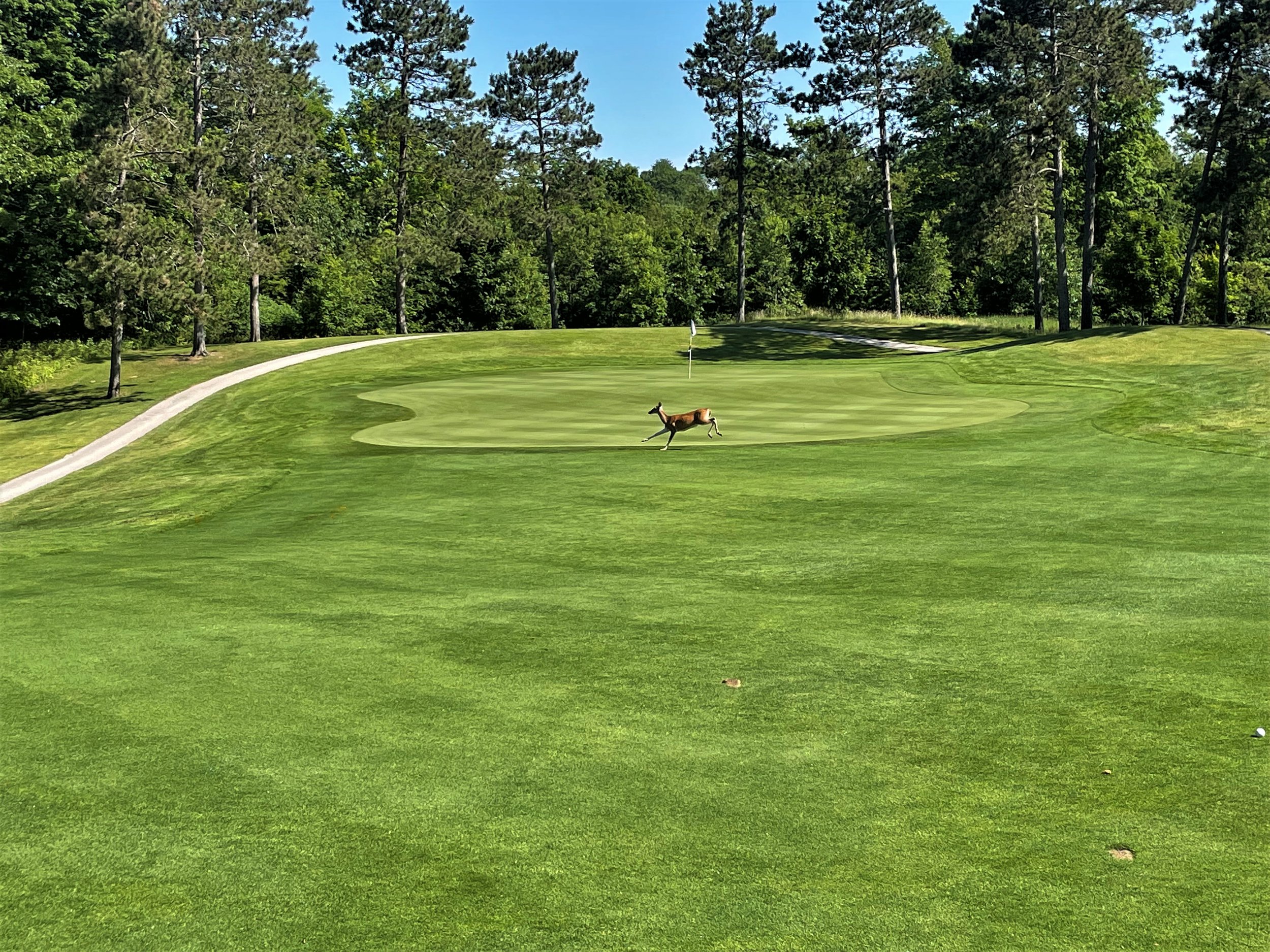 Benona Hole 1 deer.jpg