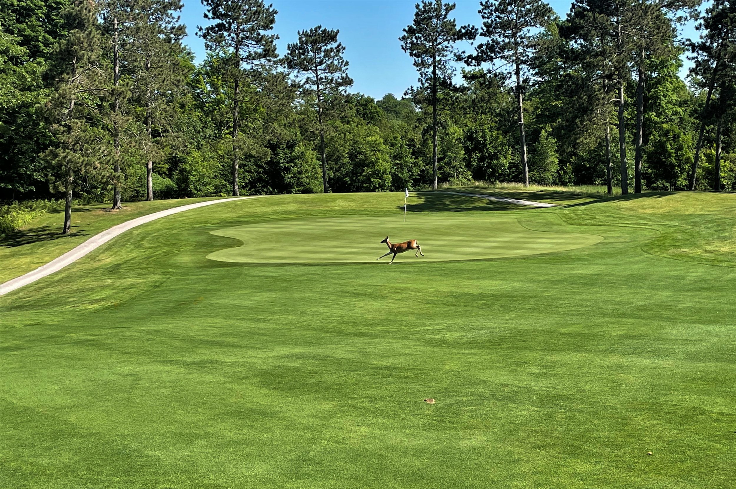 Benona Shores deer on 1. cropped.jpg