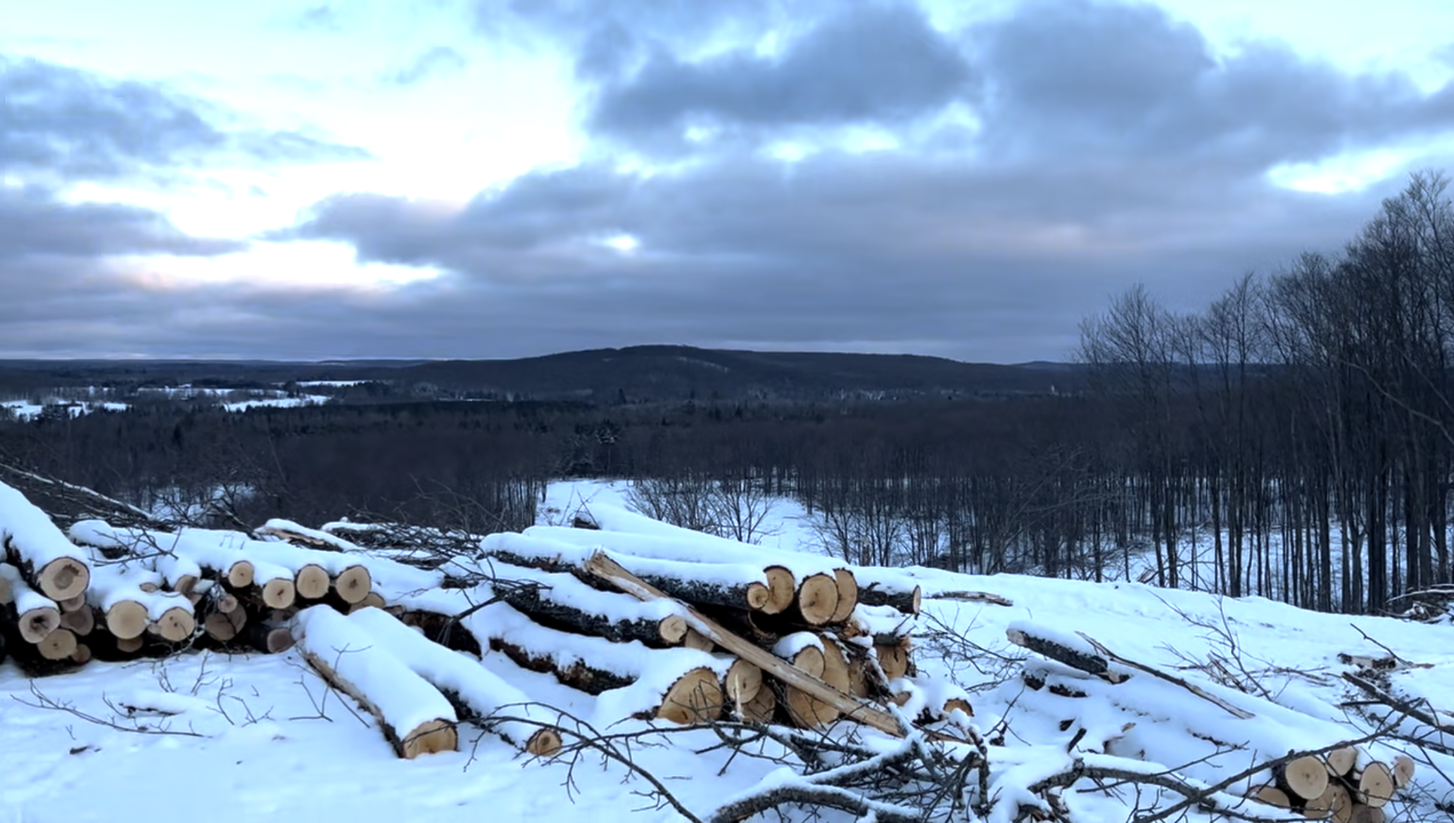 Treetops tree cutting.PNG