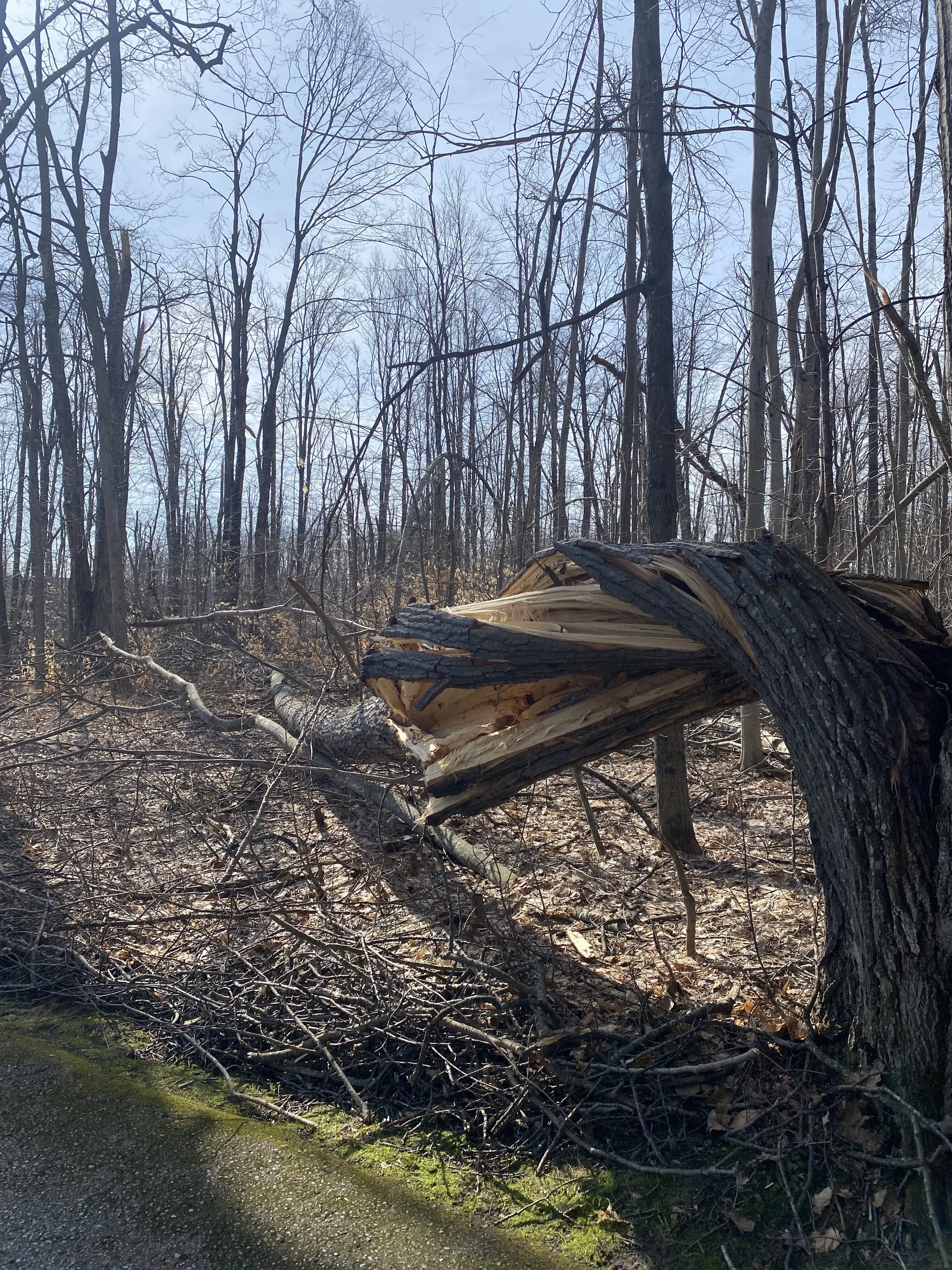 Ice storm twisted tree trunk.jpg