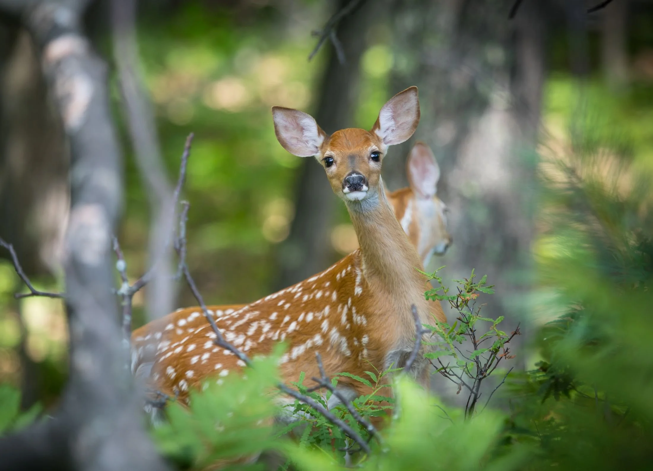 Deer 2 on golf course.Black Lake.jpeg