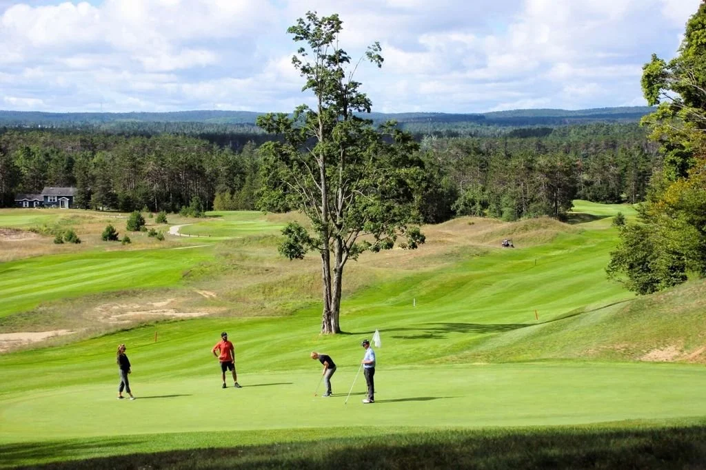 Black Bear foursome on green.jpeg
