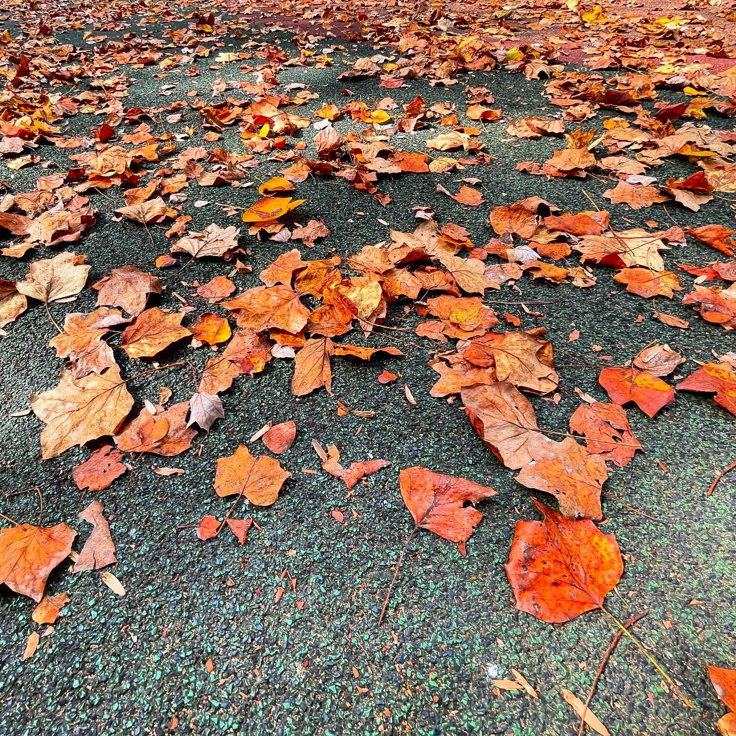 Something about an unending field of leaves 

#liturgyofthelittlethings #smallandbeautiful #whatssavingmylife