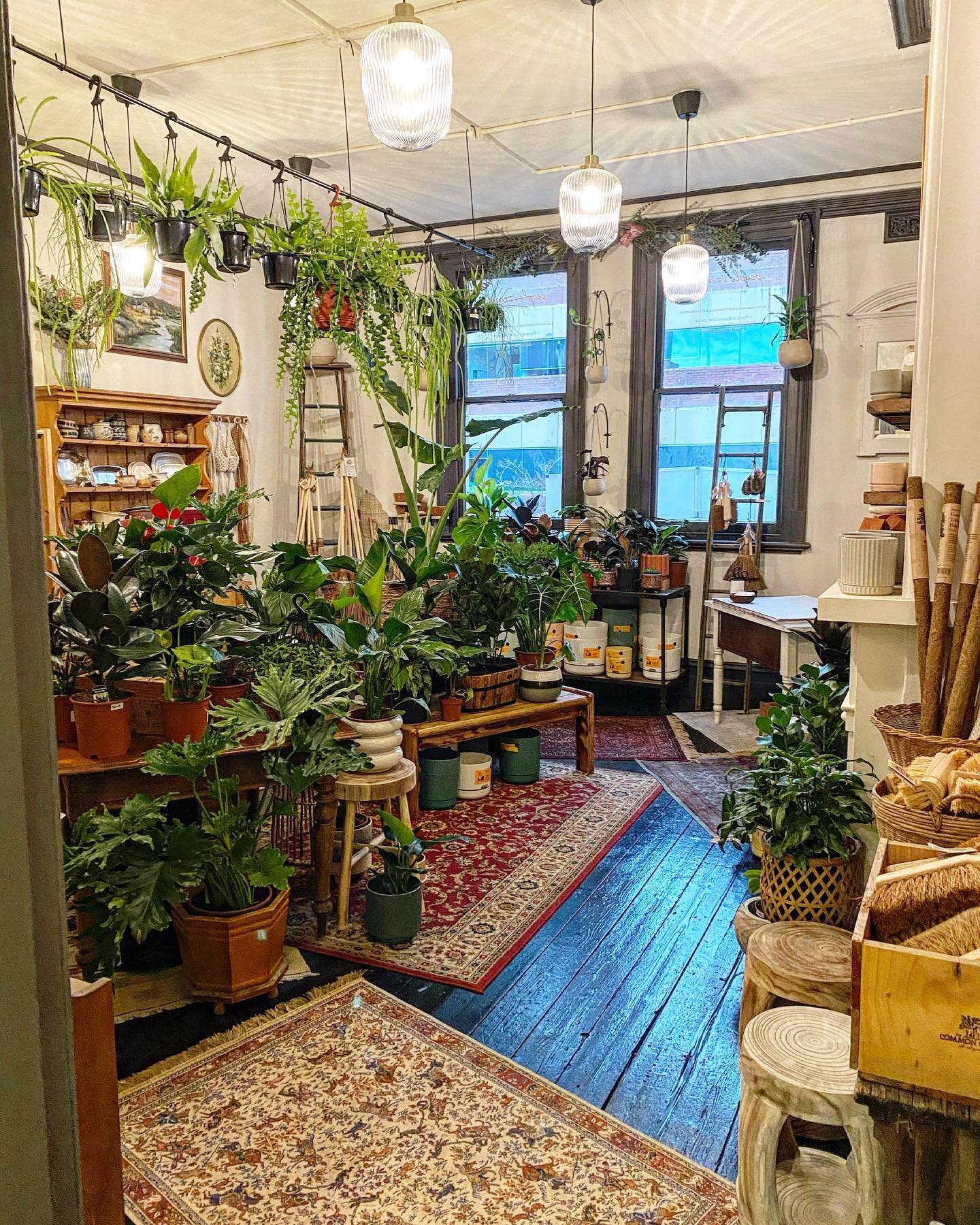 Our sister business @peoplevsempire opens today! Located upstairs in our grocery store it&rsquo;s an indoor botanical haven of beautiful plants and all things associated. 

Open thurs to sat 10-4 for now, with extended days soon. 

#familybusiness #b