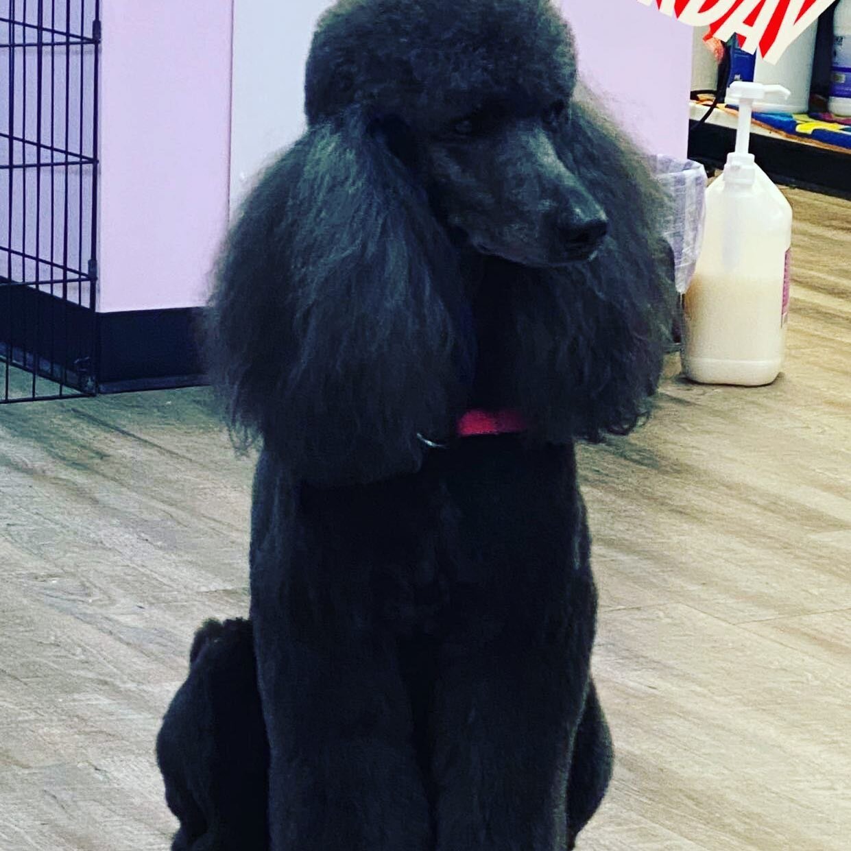 Whisper haircut day. 
#dogsofinstagram #poodlesofinstagram #standardpoodle #standardpoodlesofinstagram #doggroomersofinstagram
