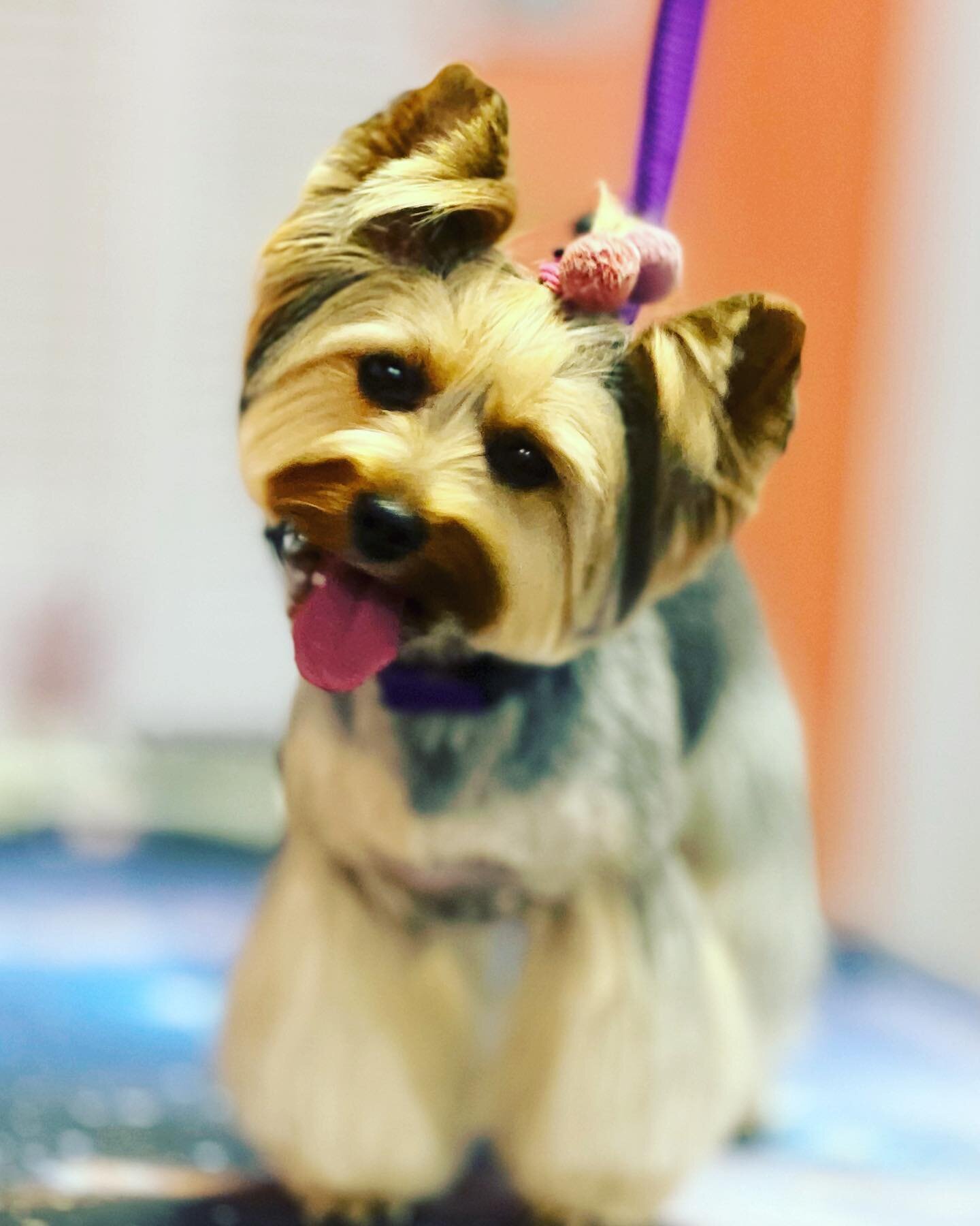 Beautiful Mia. 
#doggroomingofinstagram #yorkiesofinstagram #dogeden #dunedinflorida #doggrooming