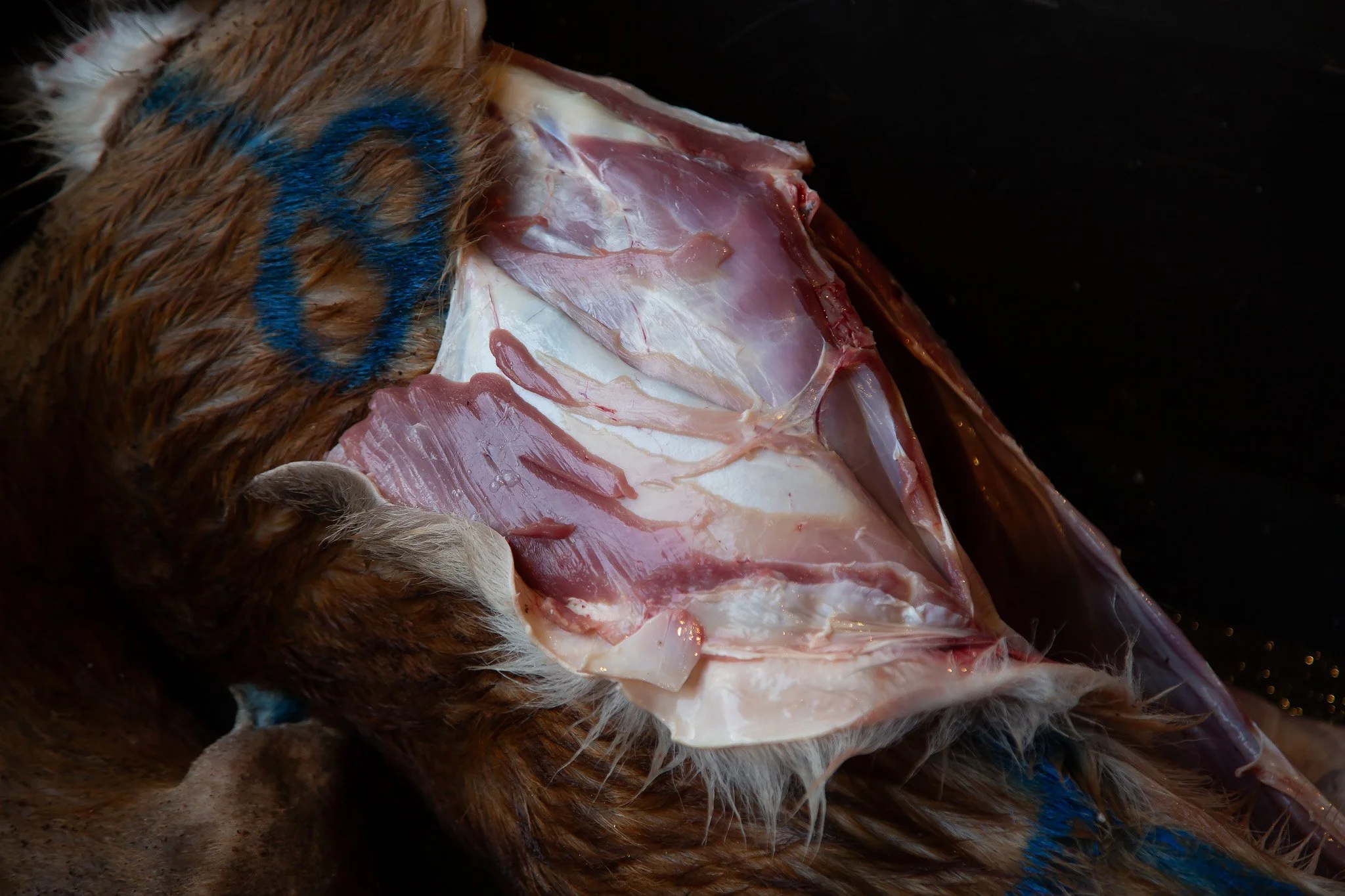 24_294A1229.jpg