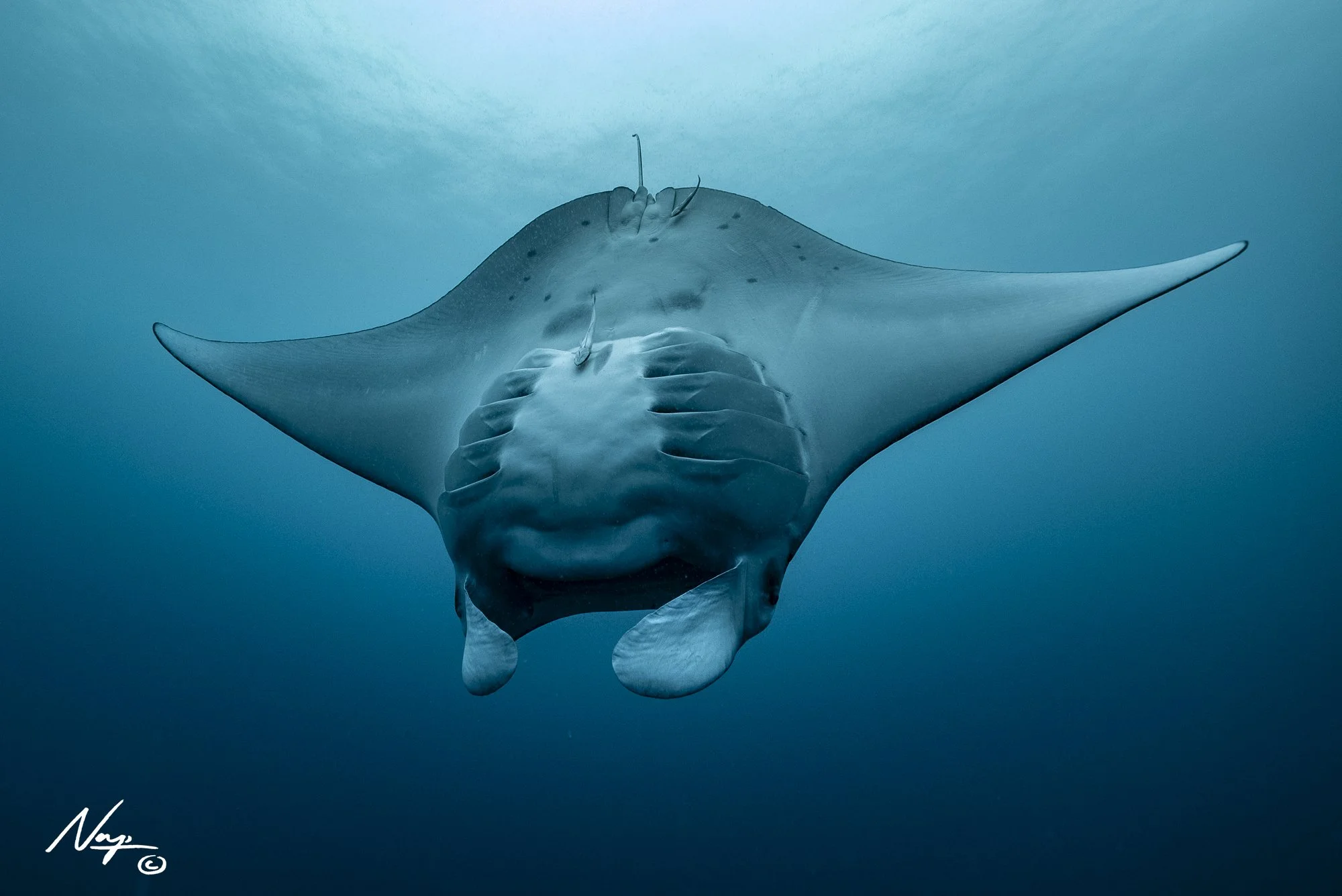 Palau