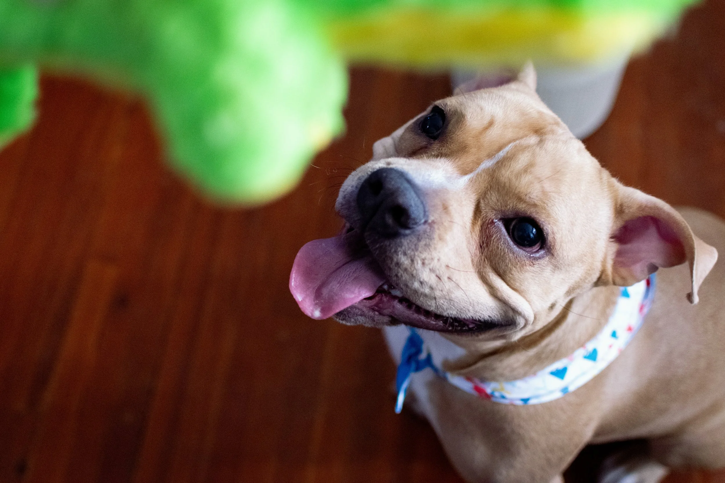 2026.02.15 tan puppy playtime.jpg