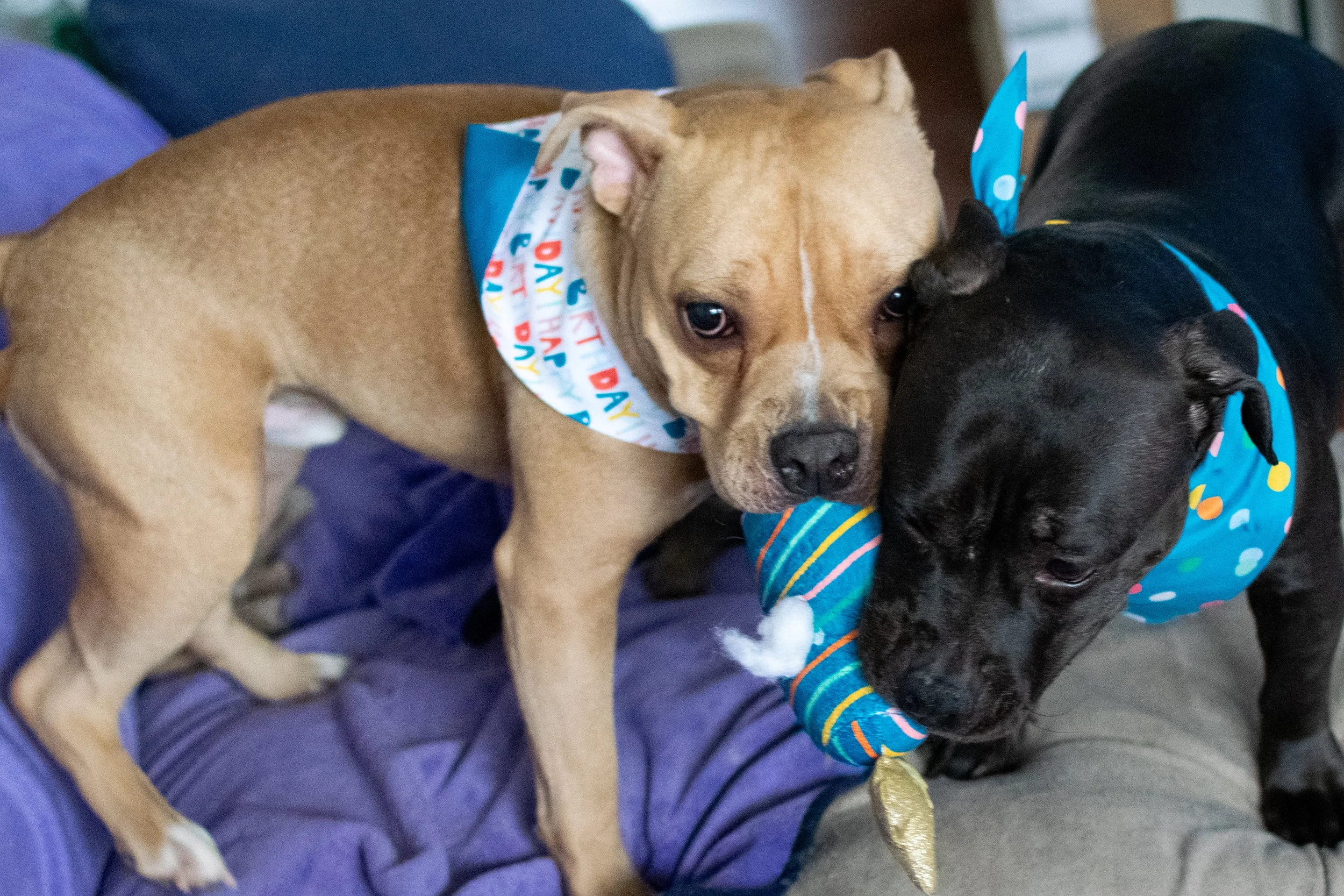 2026.02.15 black and tan squabble.jpg