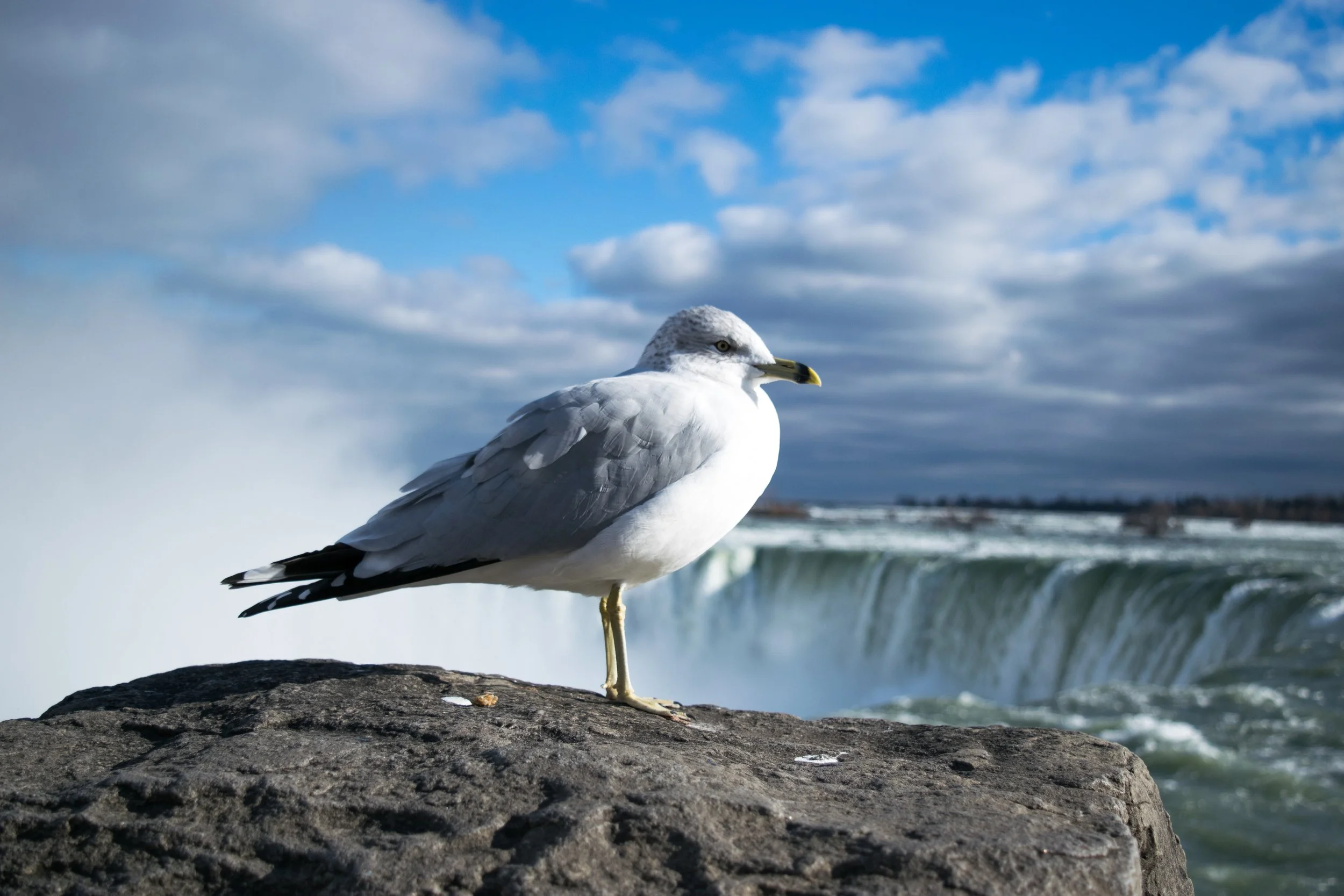 2017.11.22 seagull at niagara falls.JPG
