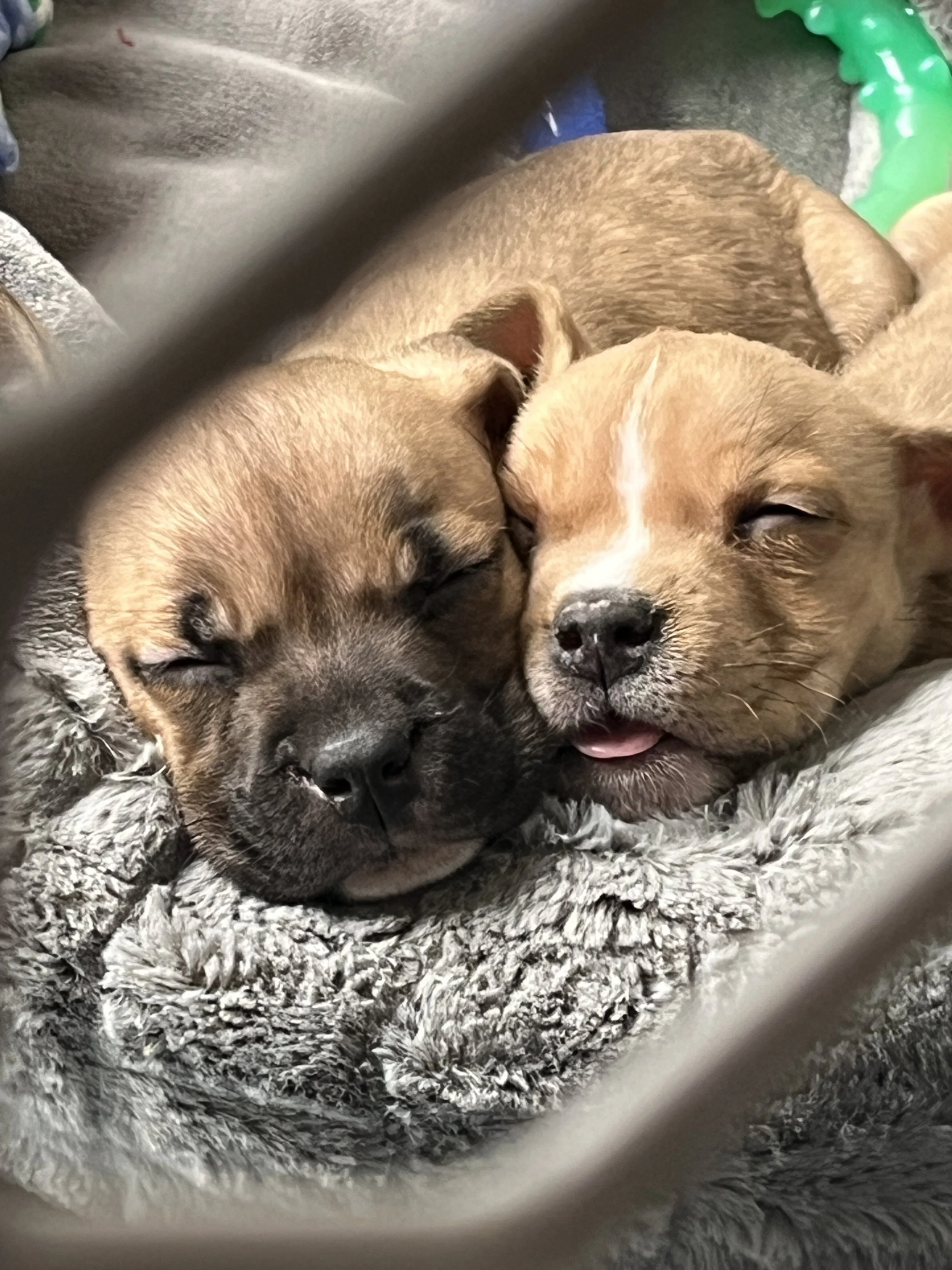 2025.03.30 1mo puppies.JPG