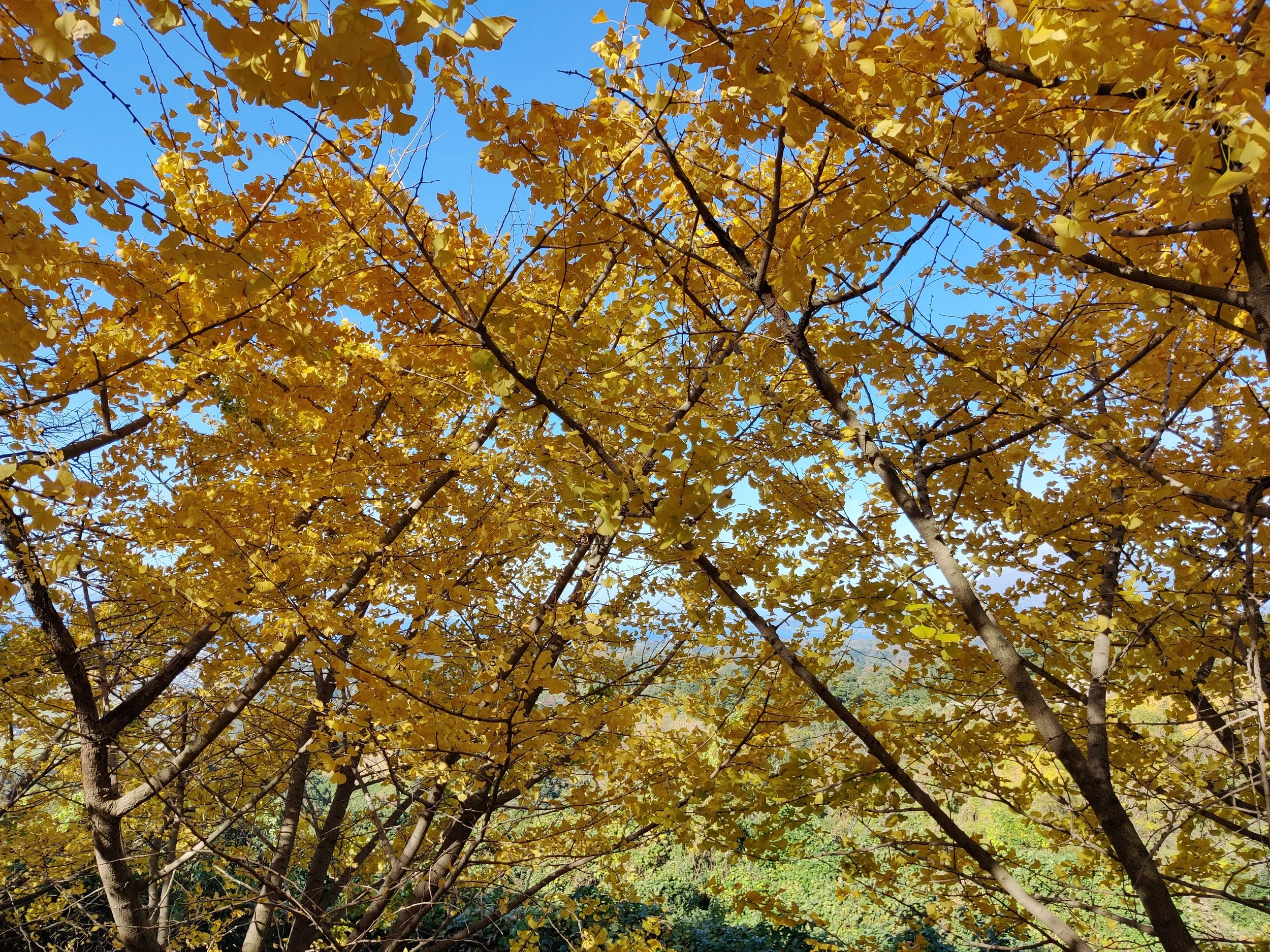 IMG_20201213_103900.jpg
