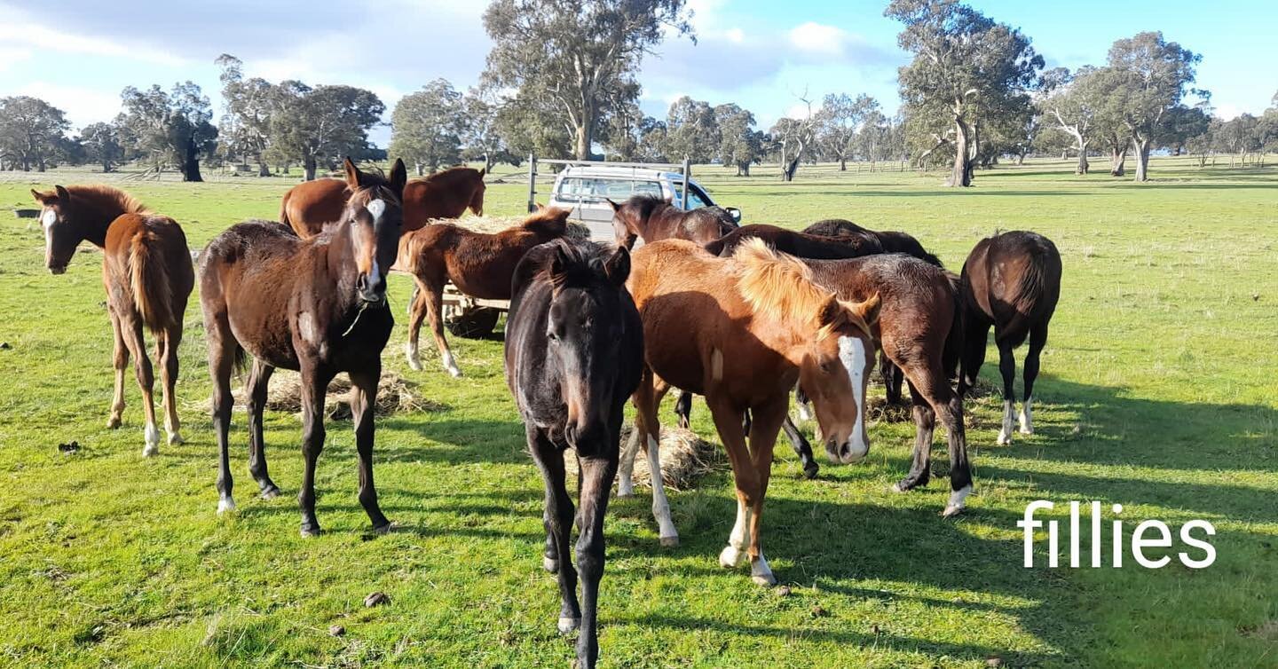2021 weaned YP fillies