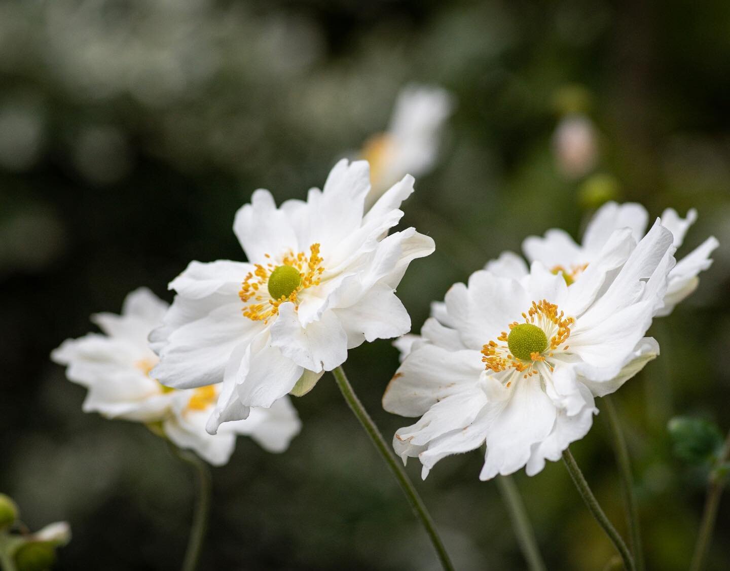 Anemone hybrida &lsquo;Whirlwind&rsquo; | H&ouml;stanemon

Vacker blomma h&ouml;sttr&auml;dg&aring;rden, s&auml;rskilt om den v&auml;xer i stora sjok. Blir ca 90 cm h&ouml;g. L&aring;ng och riklig blomning mellan sept-okt. H&ouml;stanemonerna vill g&