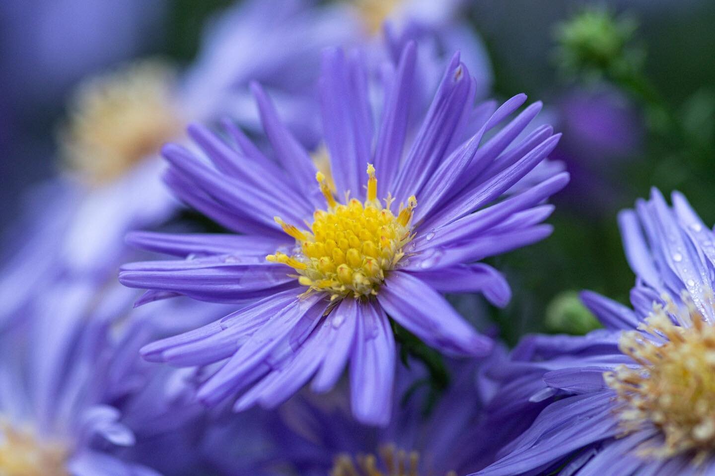 Aster novi-belgii, h&ouml;staster. Sansl&ouml;st vackr s&aring;h&auml;r &aring;rs! 🌸

Perenn med fyllda bl&aring;violetta blommor som blommar i sept-okt. Gruppen inneh&aring;ller en senblommande Oktoberaster-grupp, f&ouml;rr kallad Aster dumosus. Be