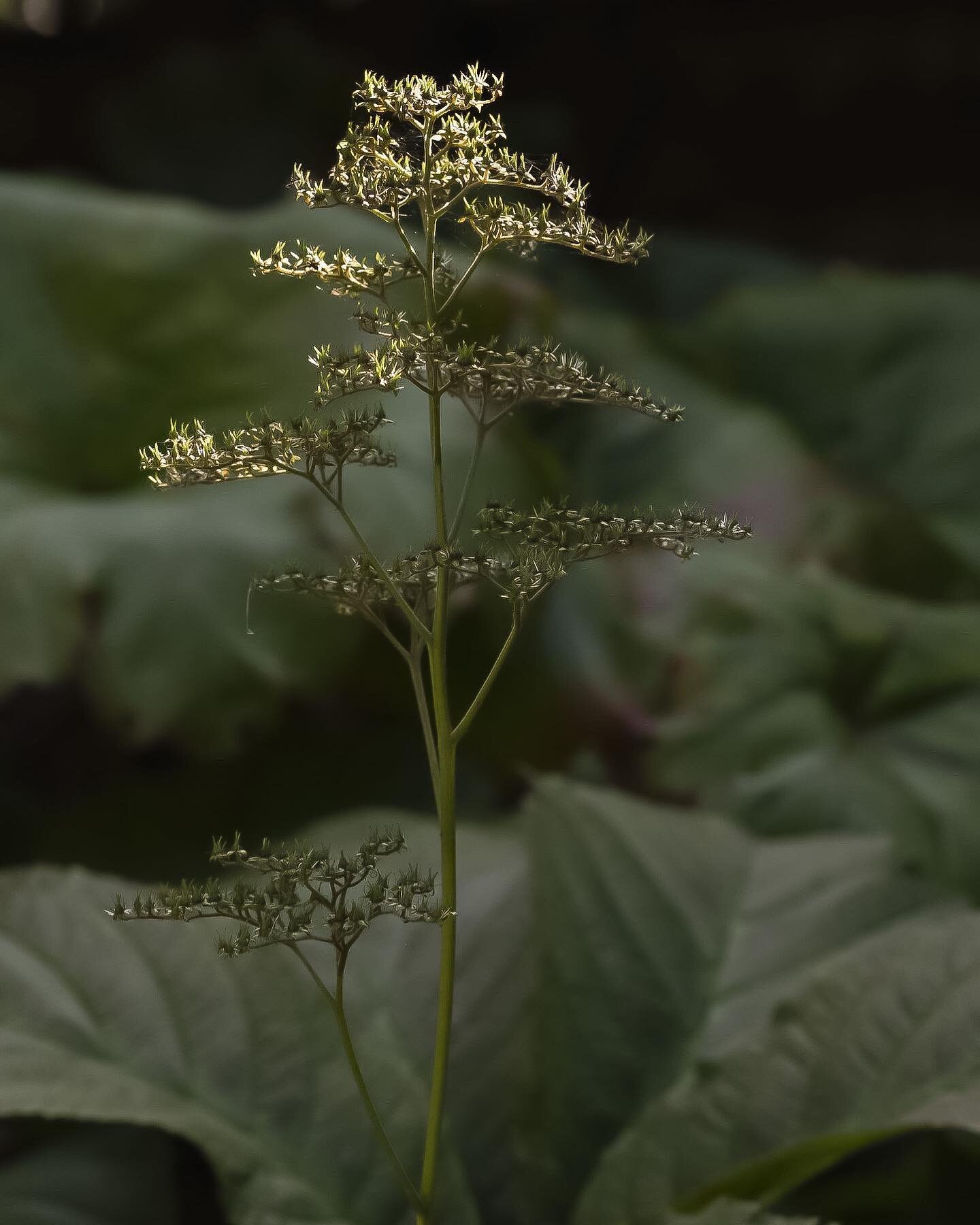 Rodgersia podophylla | Bronsrodgersia
En storbladig perenn med femfingriga blad som &auml;r bronsf&auml;rgade som nya och om h&ouml;sten. Blir ca 1-1,2 m h&ouml;g och blommar p&aring; sensommaren, jul-aug med gr&auml;ddvita blommor. Trivs i sol-skugg