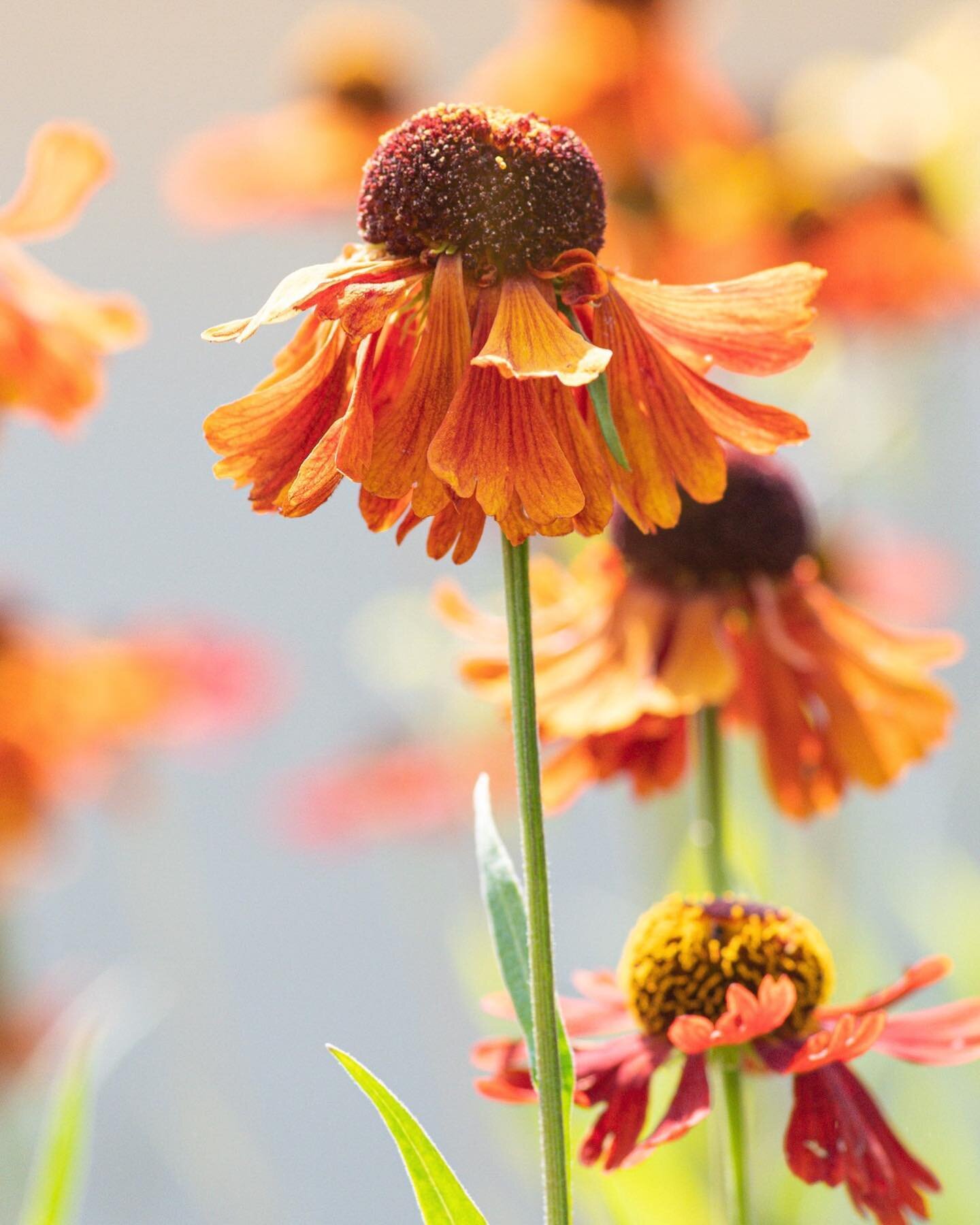 Helenium autumnale &rsquo;Moerheim Beauty&rsquo; | Solbrud 
En l&auml;ttodlad rikblommande fj&auml;rilsv&auml;xt som blommar p&aring; sensommaren, jul-aug/sept. Stabil och stadig v&auml;xts&auml;tt. Solbruden blir ca 90 cm h&ouml;g och passar utm&aum