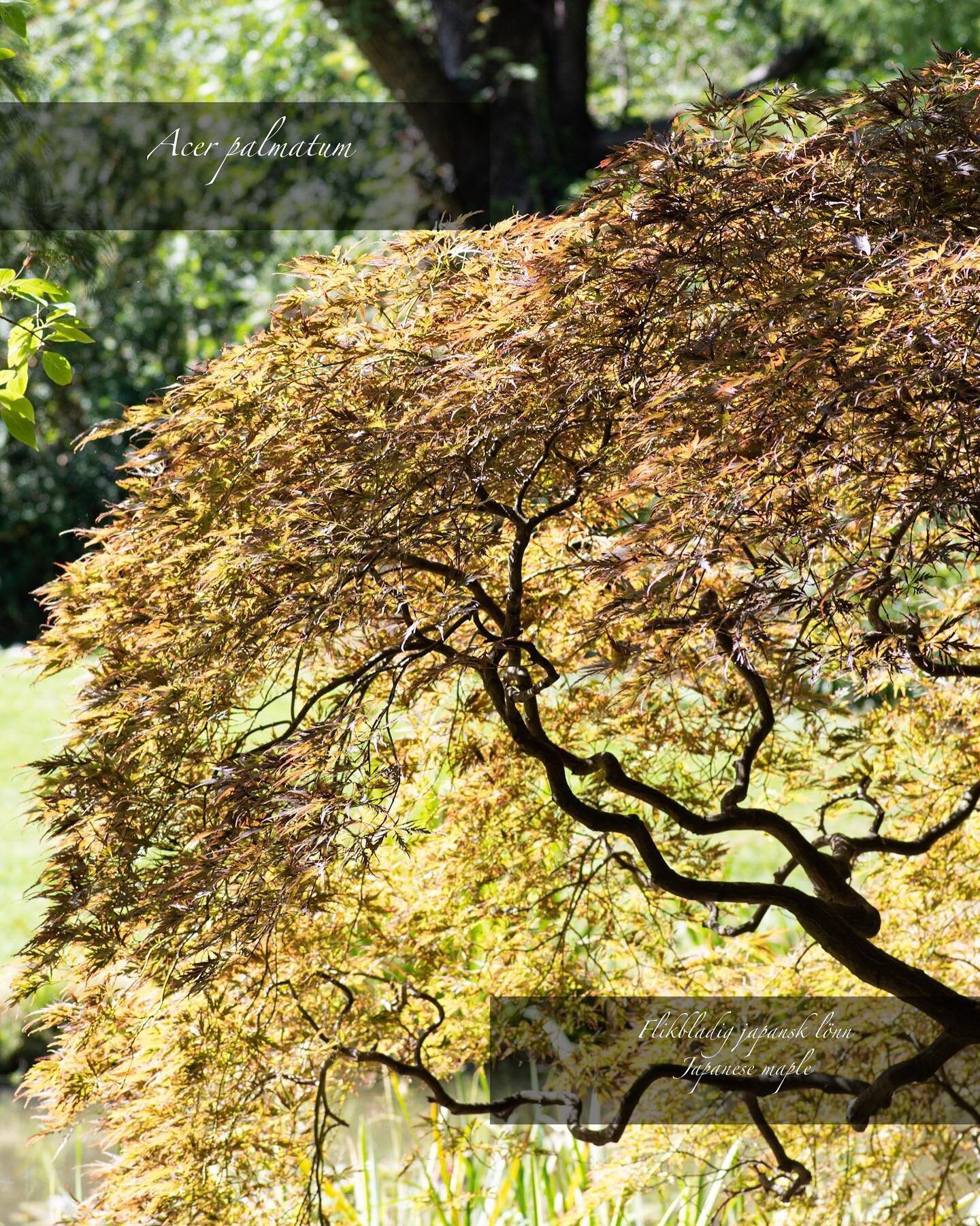 Acer palmatum | Flikbladig japansk l&ouml;nn
Ett mycket dekorativt tr&auml;d som s&auml;llan blir &ouml;ver 3 m h&ouml;gt. Perfekt i tr&auml;dg&aring;rden, g&aring;r &auml;ven utm&auml;rkt att odla i kruka. Japanska l&ouml;nnar &auml;r generellt h&au