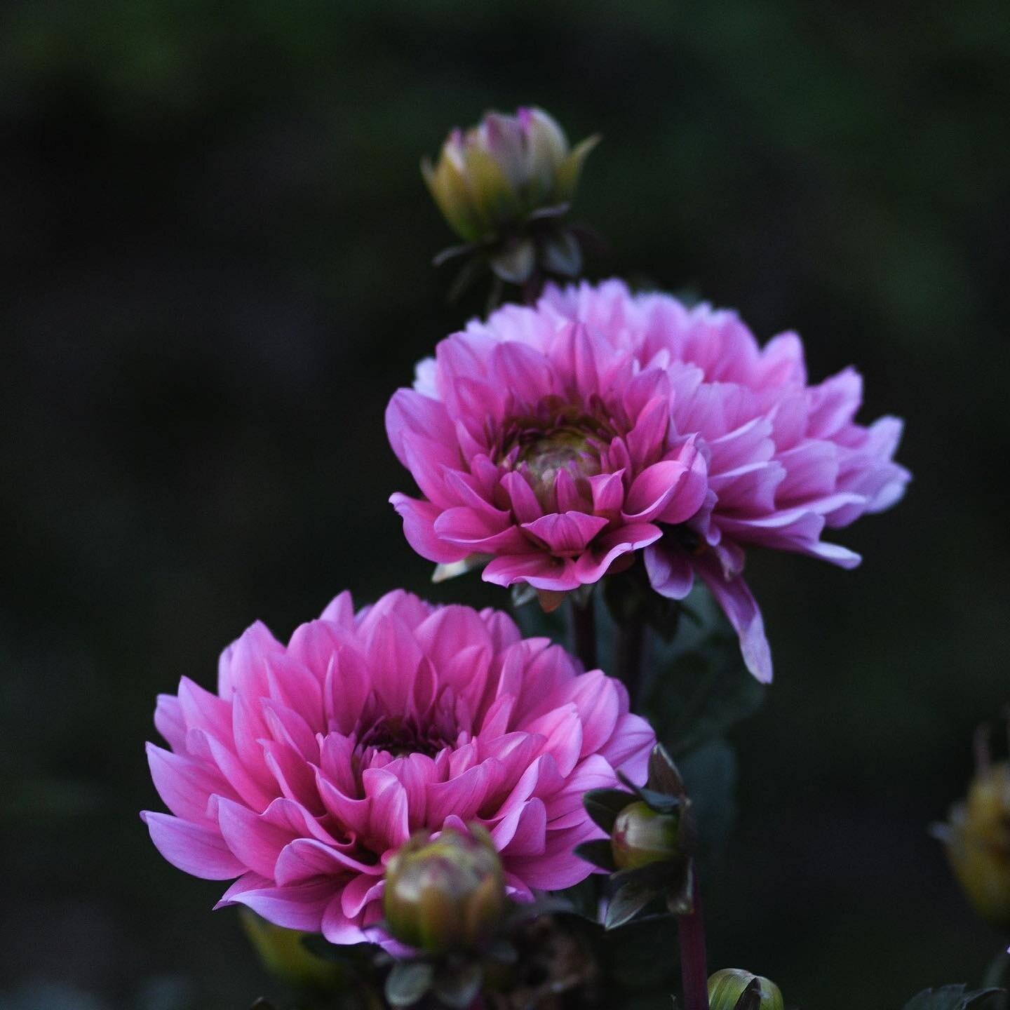 L&auml;gger upp denna fina Dahlia igen pga. mitt OCD - f&ouml;rra bilden st&ouml;rde fl&ouml;det alltf&ouml;r mycket 🙈