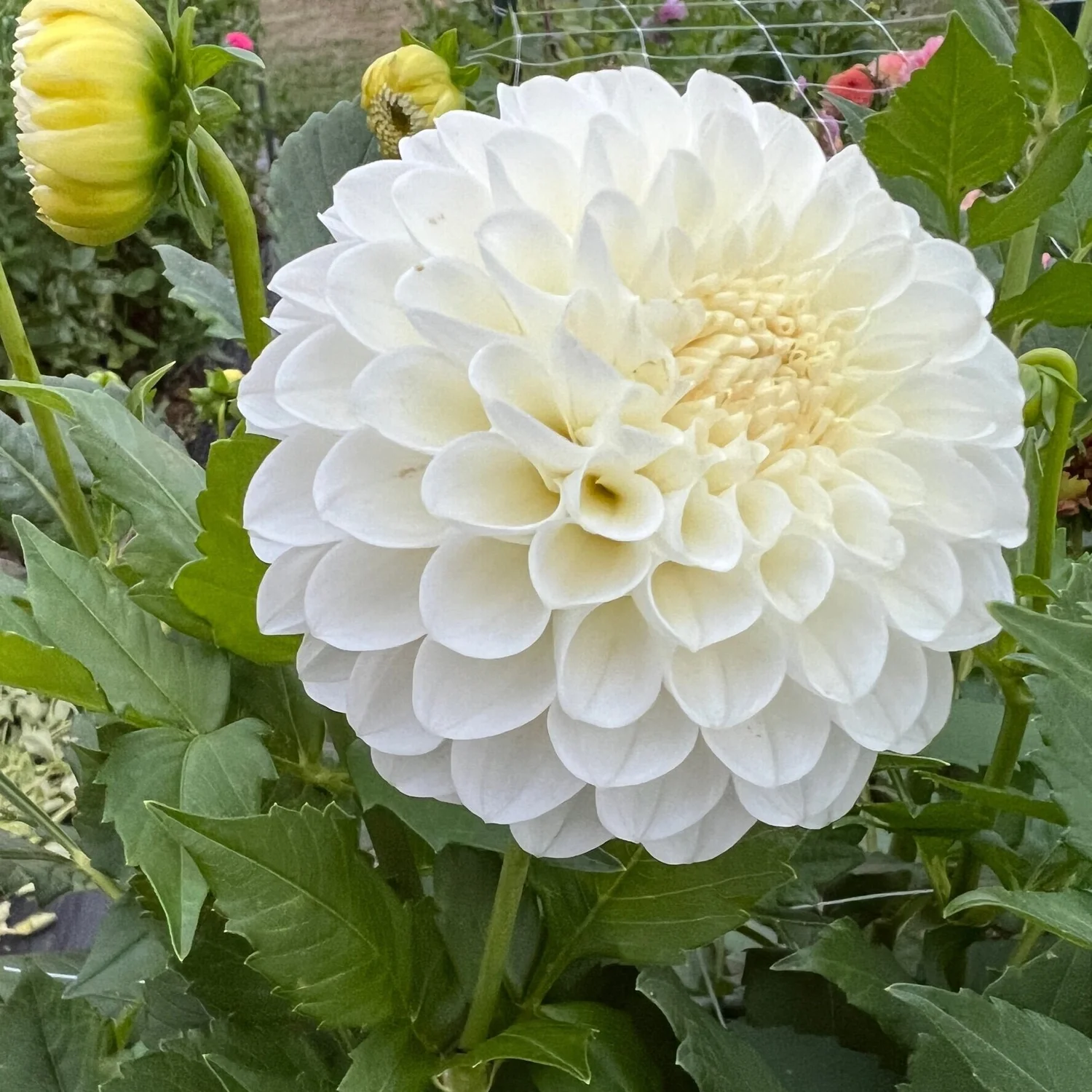 20th Ave & Baker Rd — The Pollinator Patch