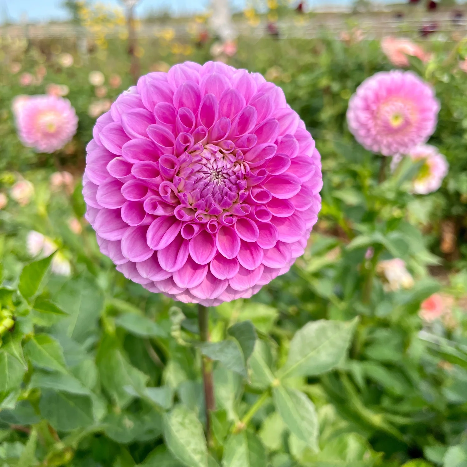 20th Ave Old Major Dahlia Tuber — The Pollinator Patch
