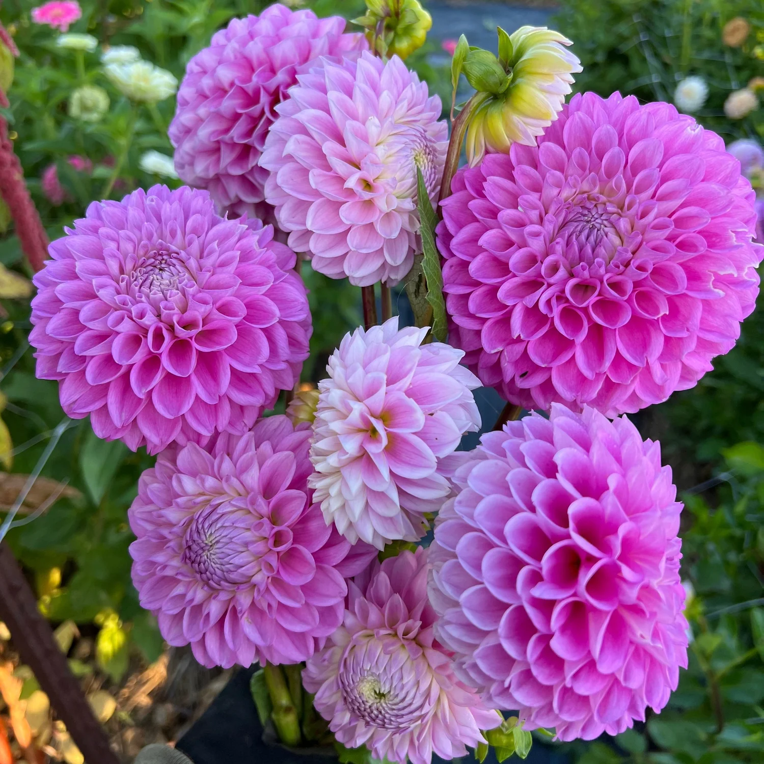 20th Ave Old Major Dahlia Tuber — The Pollinator Patch